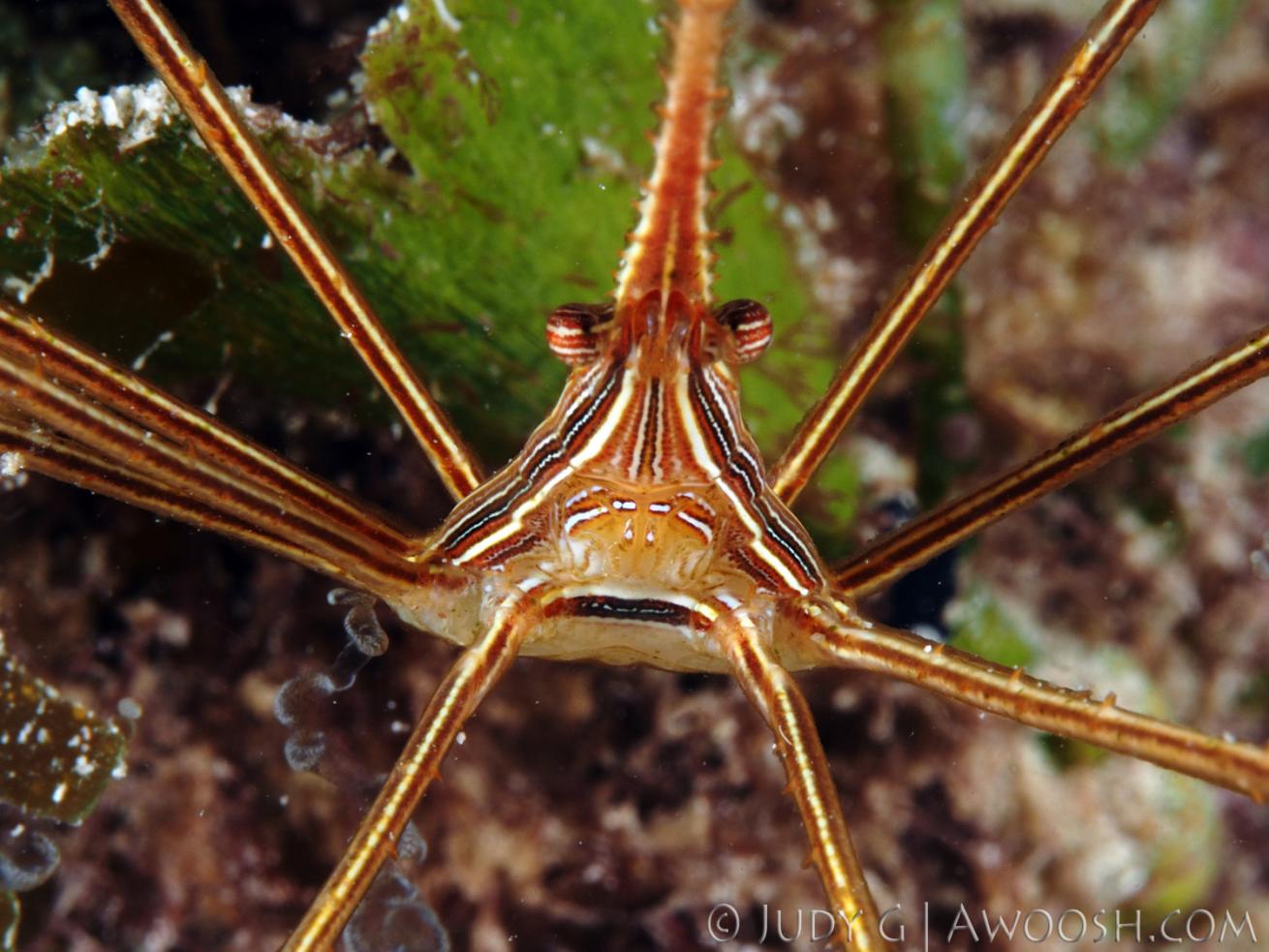 underwater photography muck diving arrow crab