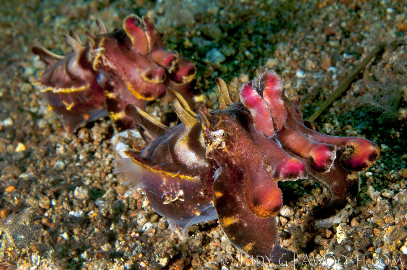 underwater photography muck diving cuttlefish