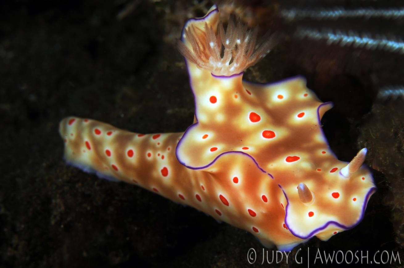 underwater photography muck diving nudibranch