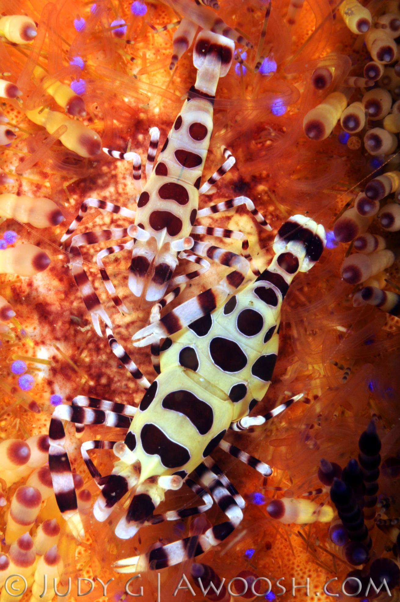 underwater photography muck diving coleman shrimp