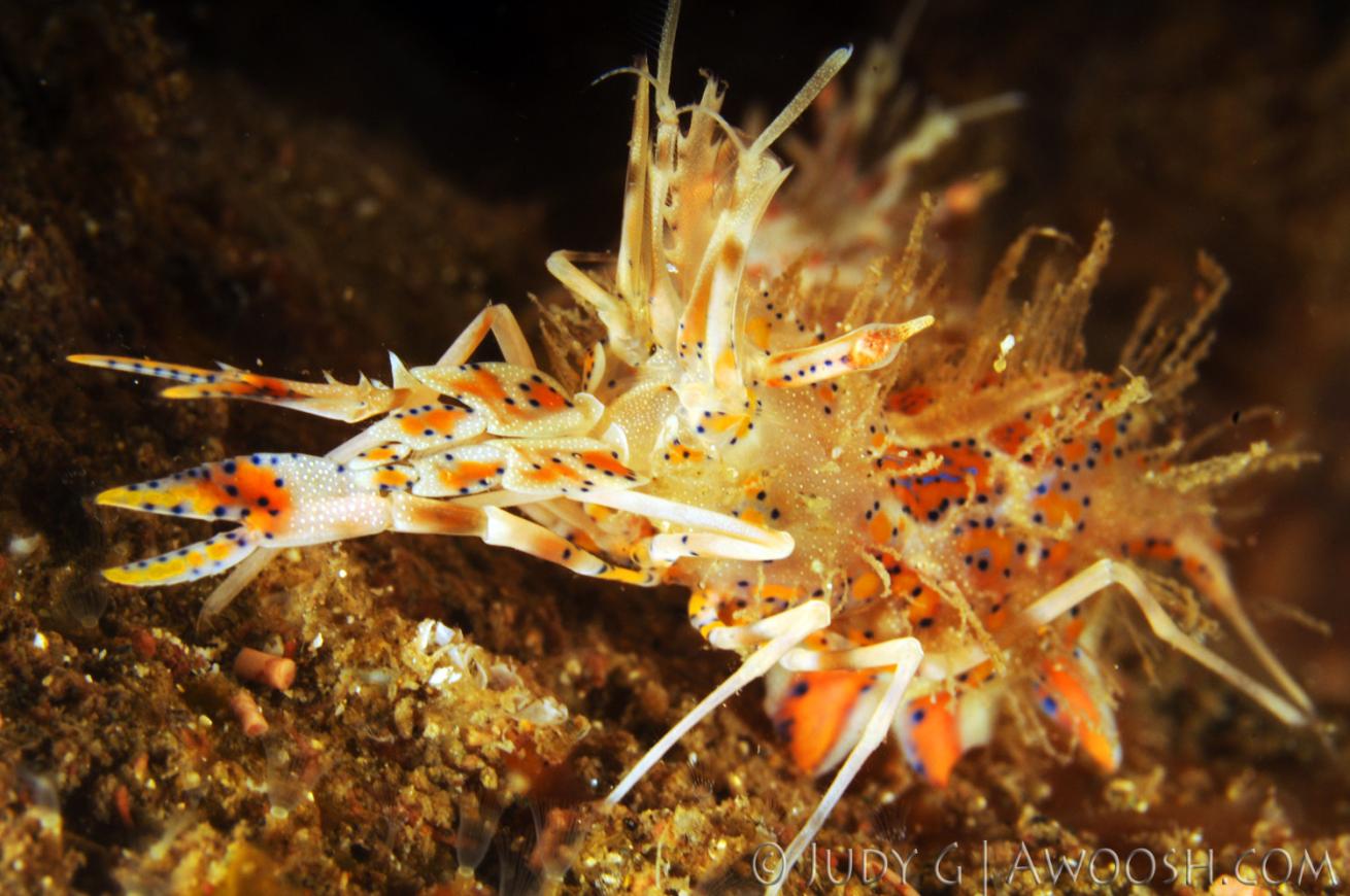 underwater photography muck diving spiny tiger shrimp
