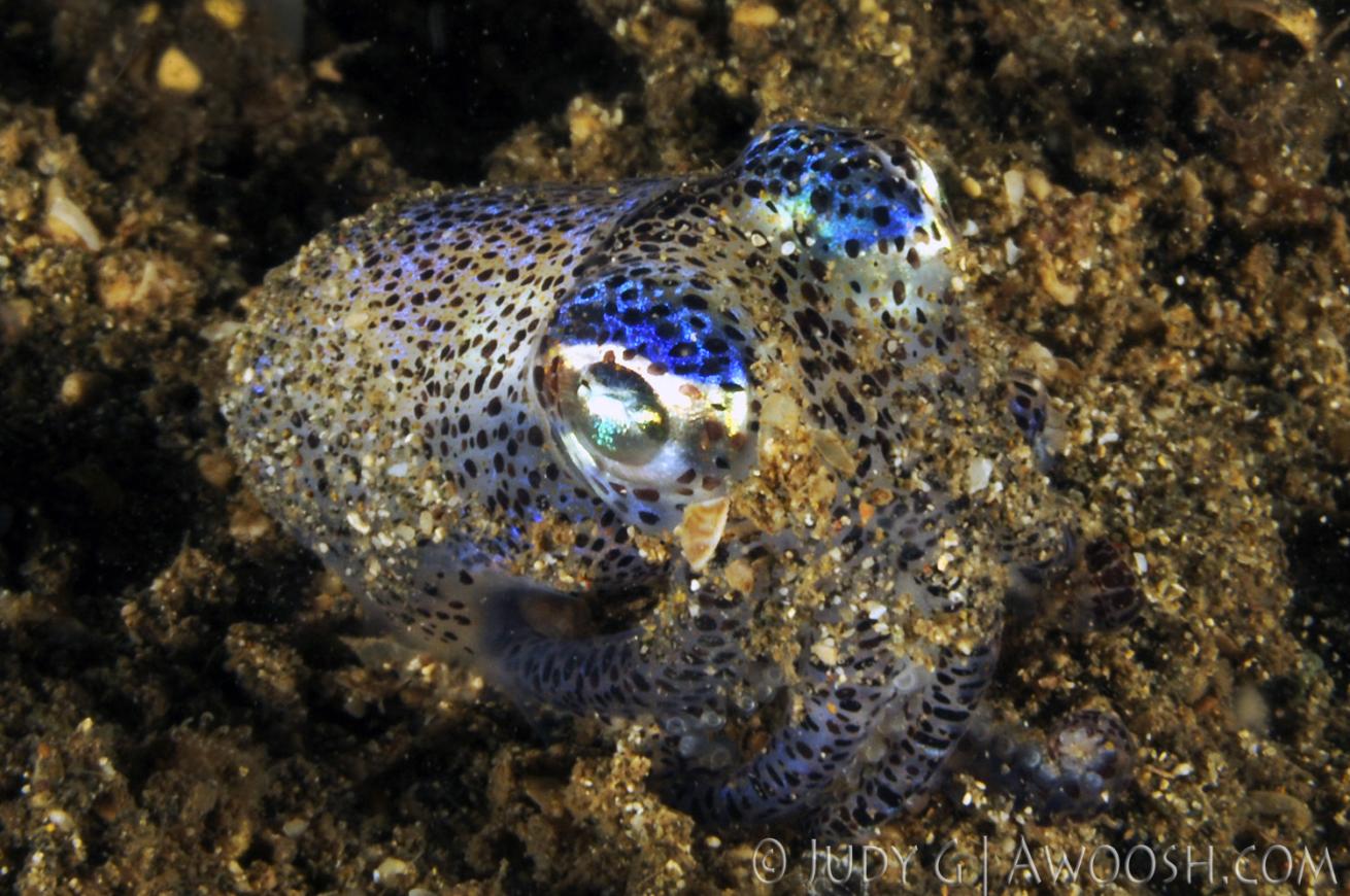 underwater photography muck diving bobtail squid
