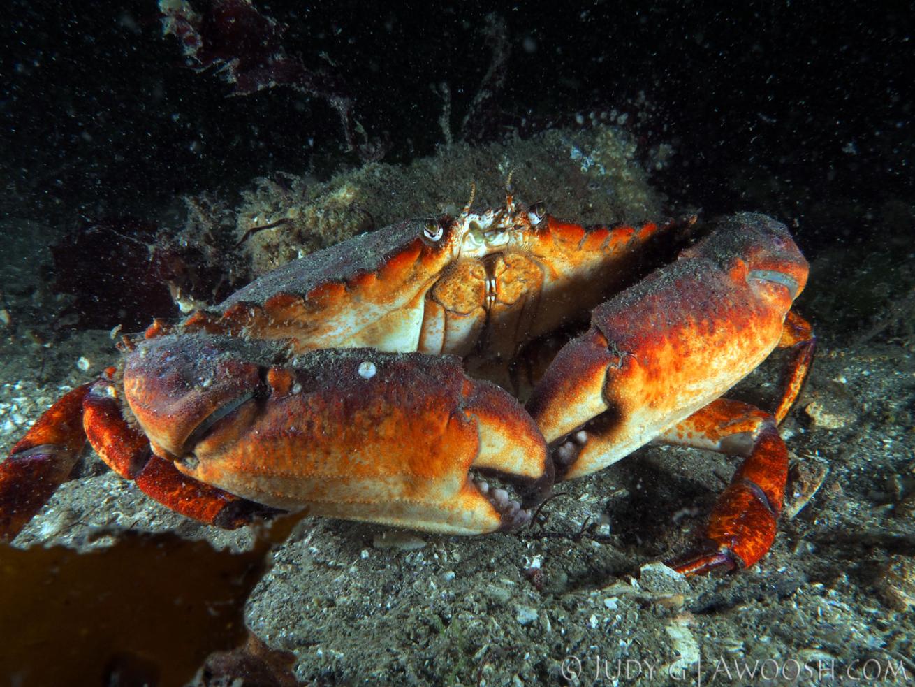 underwater photography muck diving crab