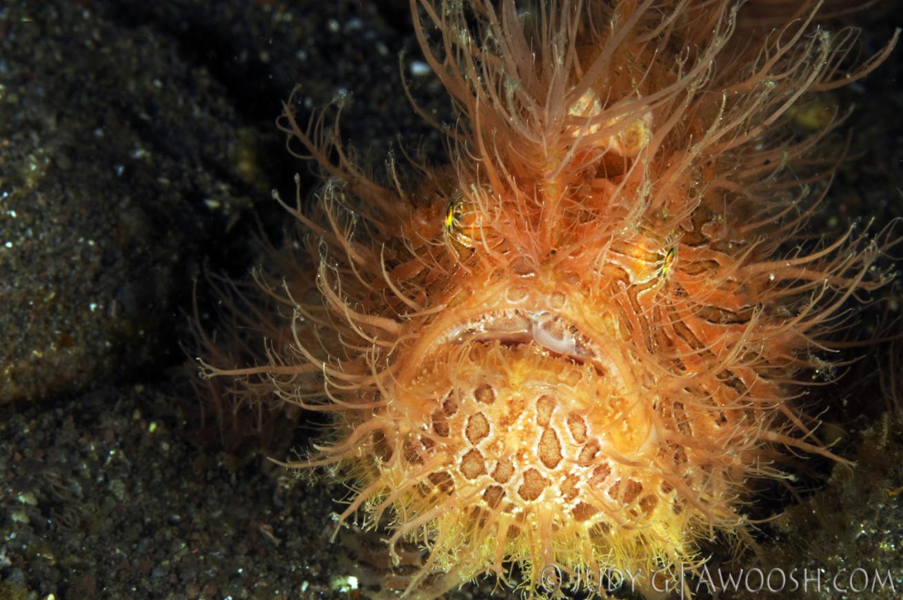 underwater photography muck diving frogfish