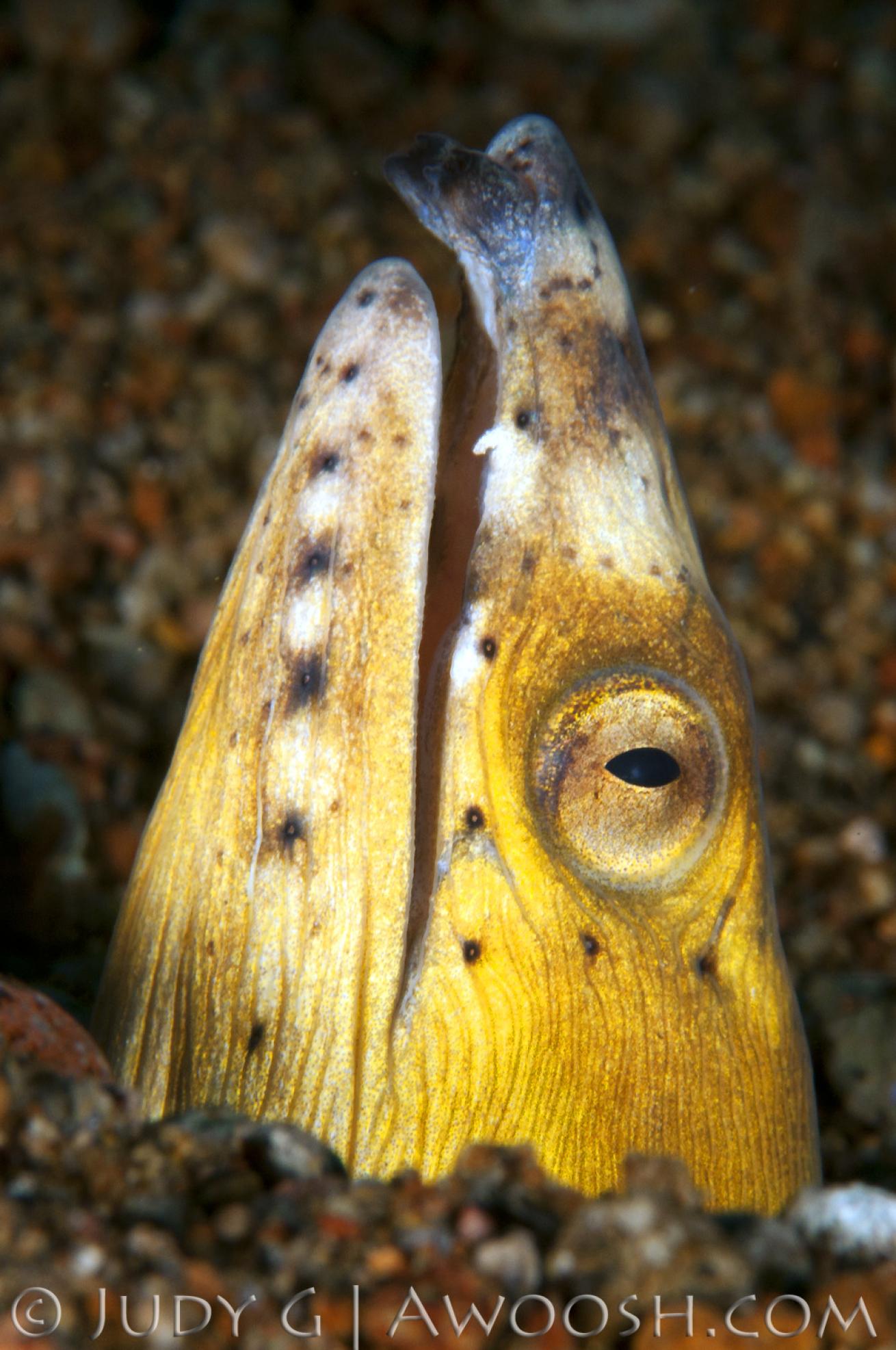 underwater photography muck diving eel