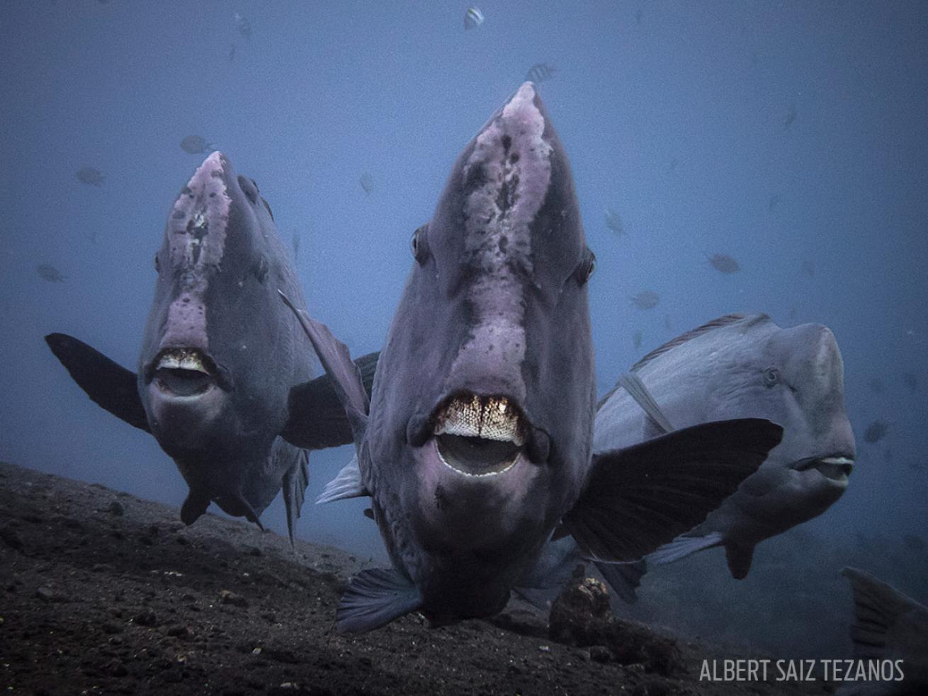 Underwater Photo Parrotfish in Indonesia