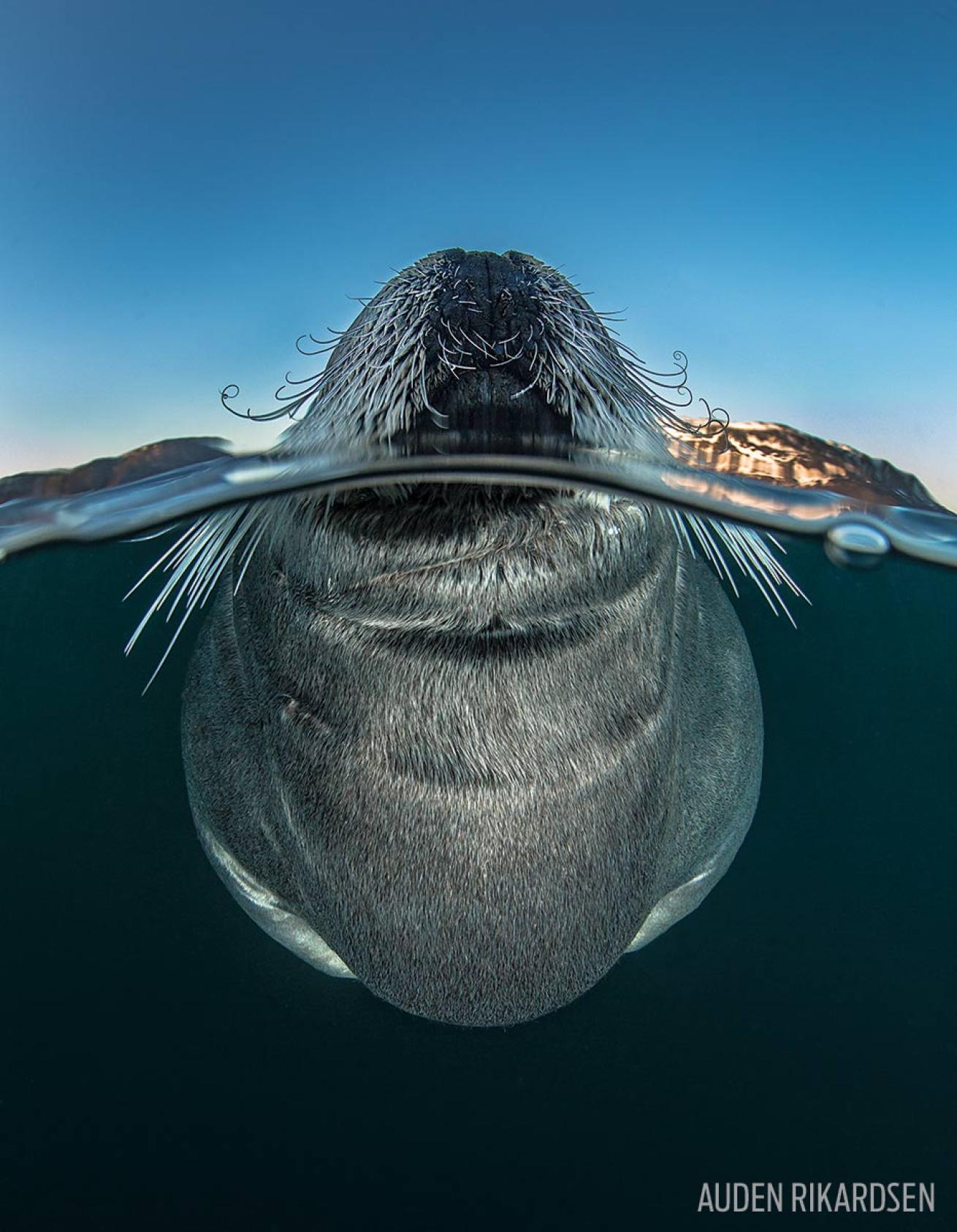 Bearded Seal in the Water Norway