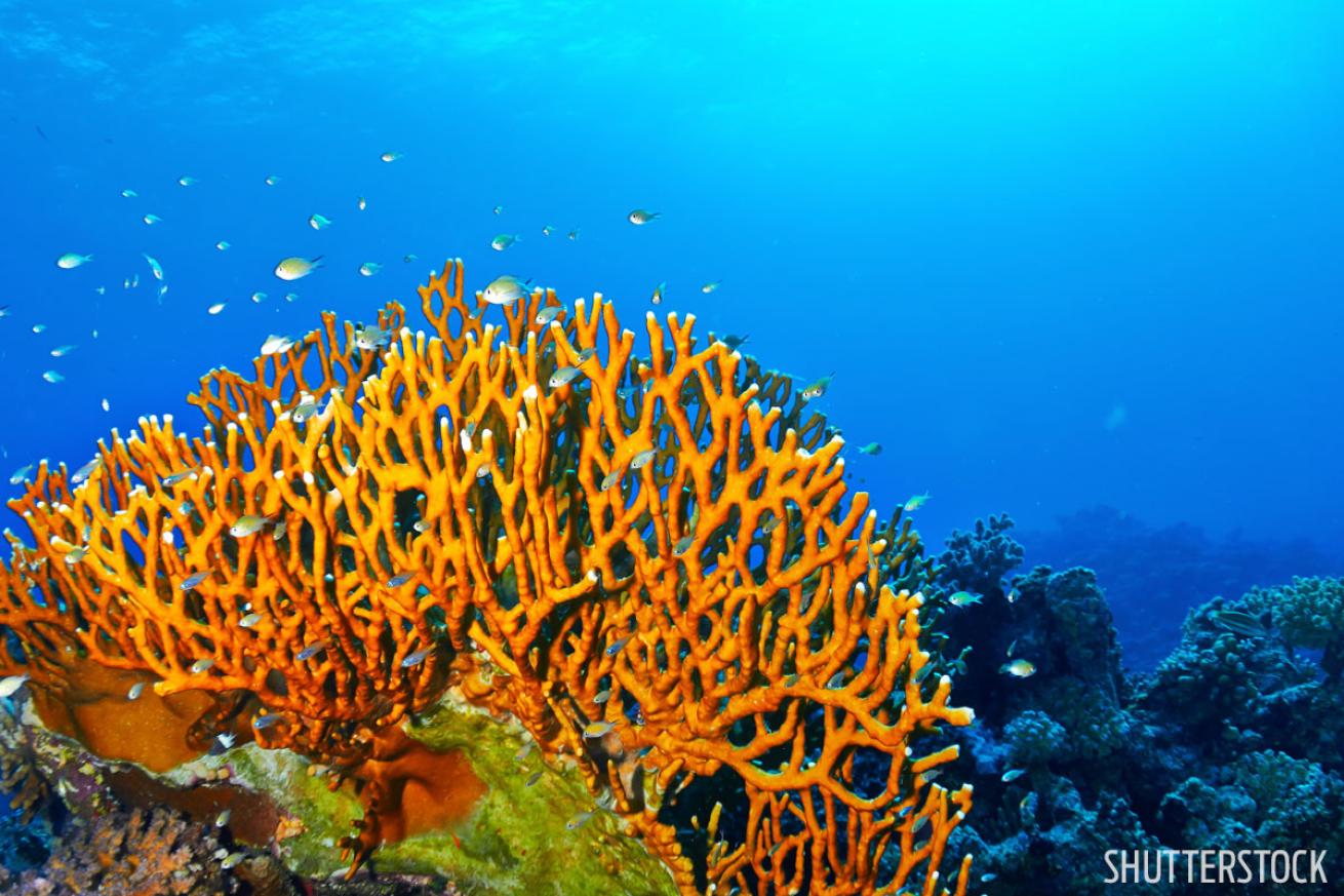 Fire coral is similar to jellyfish stings. 