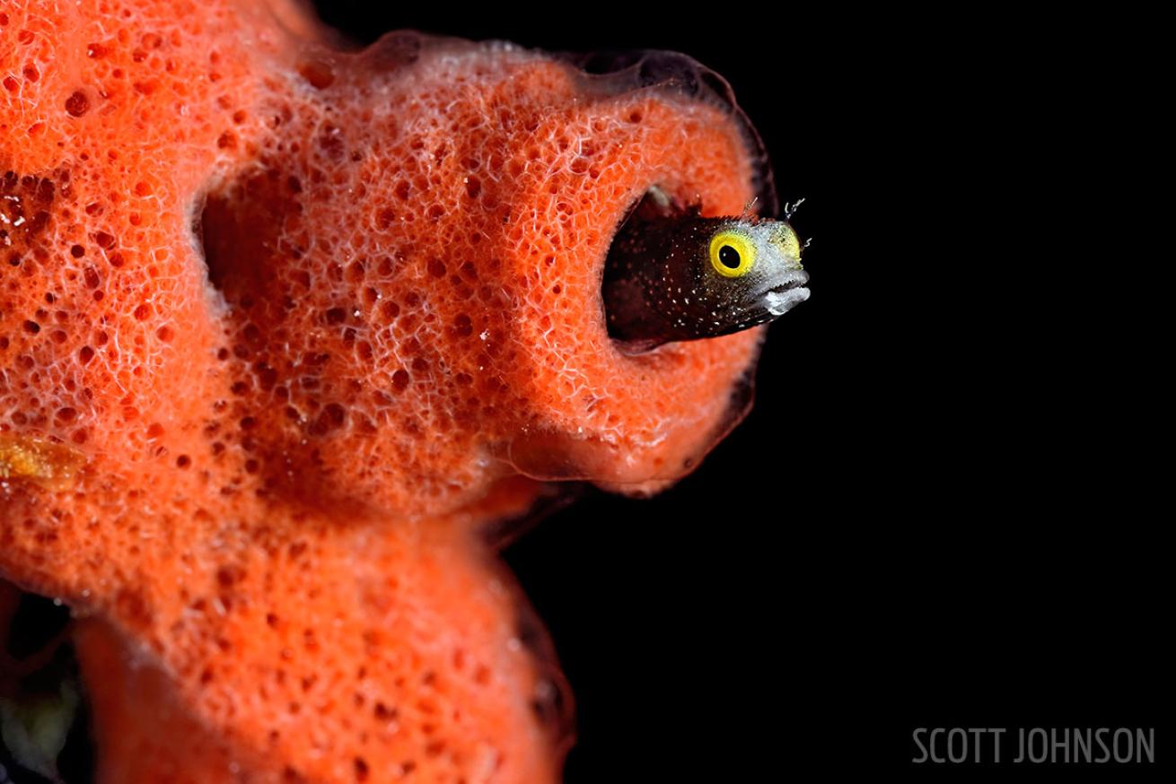 Blenny sightings underwater in Cuba. 