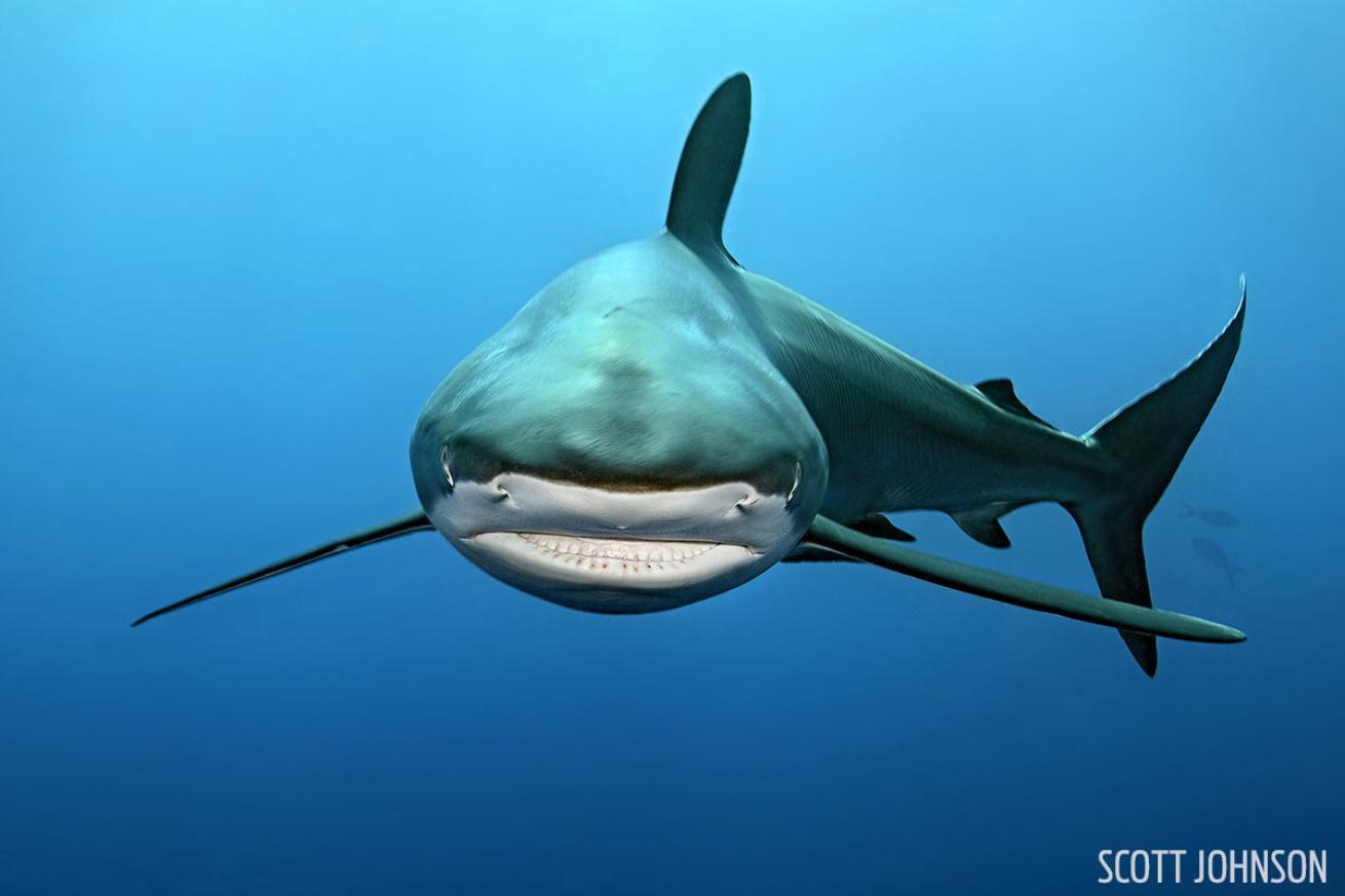 A silky shark in Cuba's Garden of the Queens. 