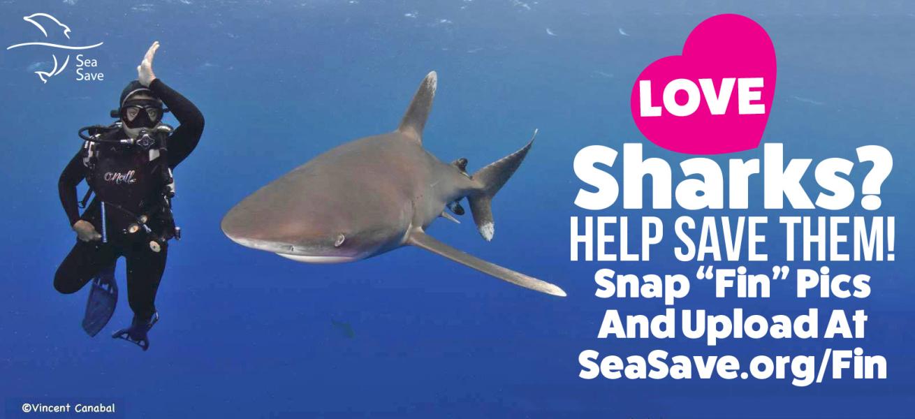 Say no to shark finning with Sea Save foundation. 