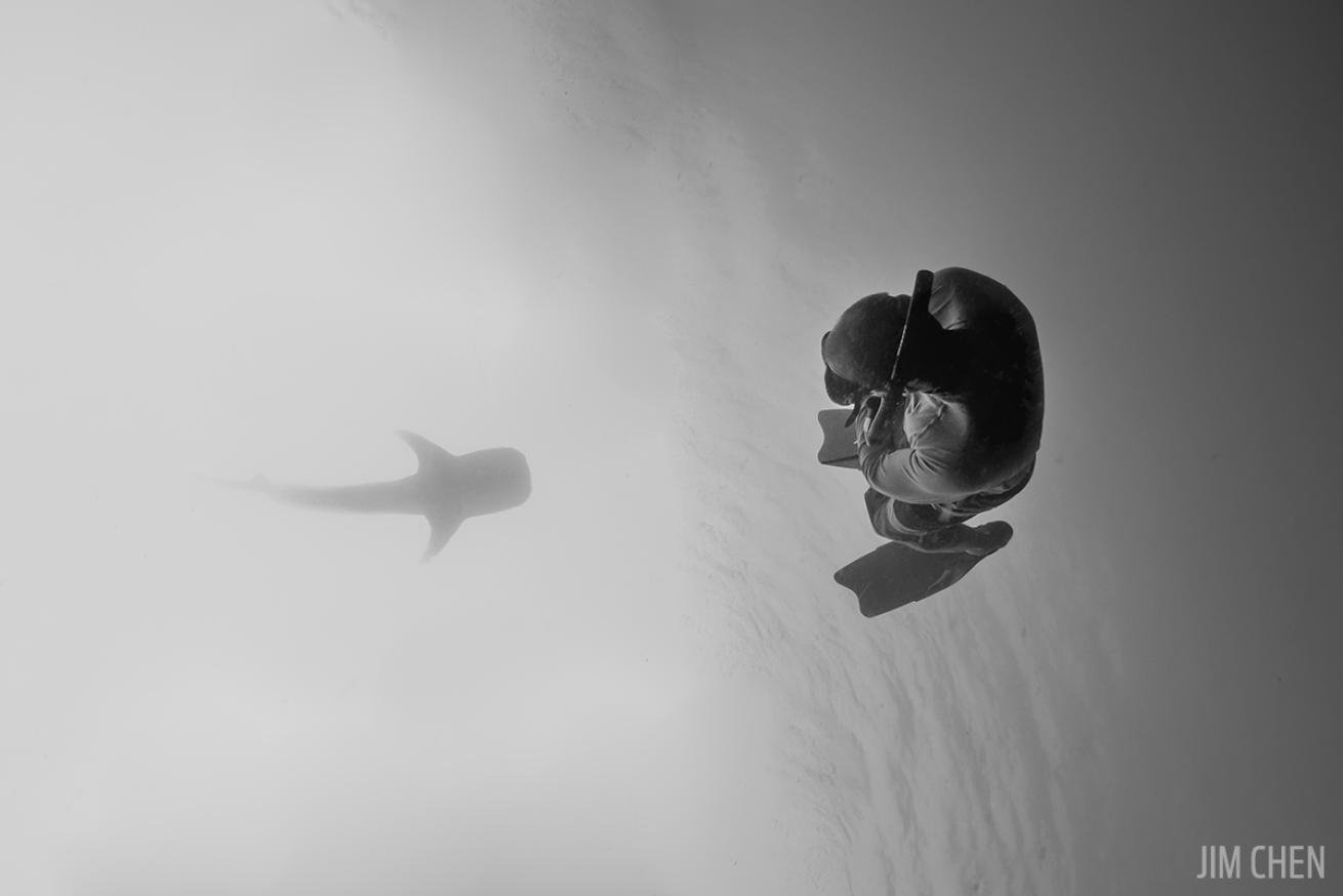 Freediver and Whaleshark Underwater Photo