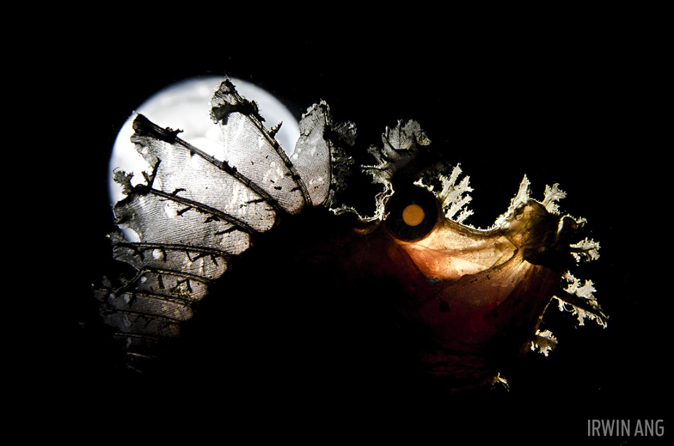 Concept Photo Scorpionfish Underwater