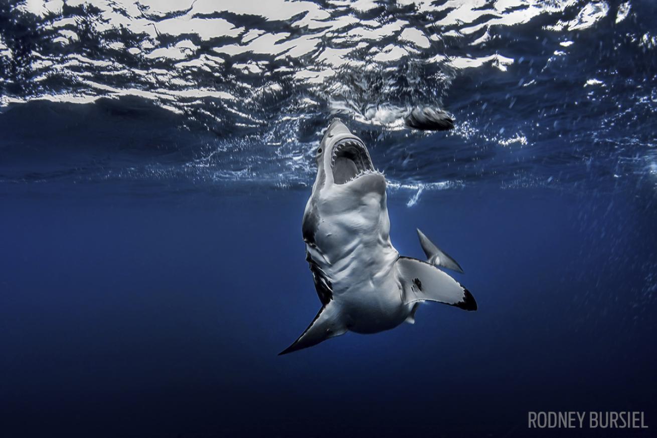 great white sharks