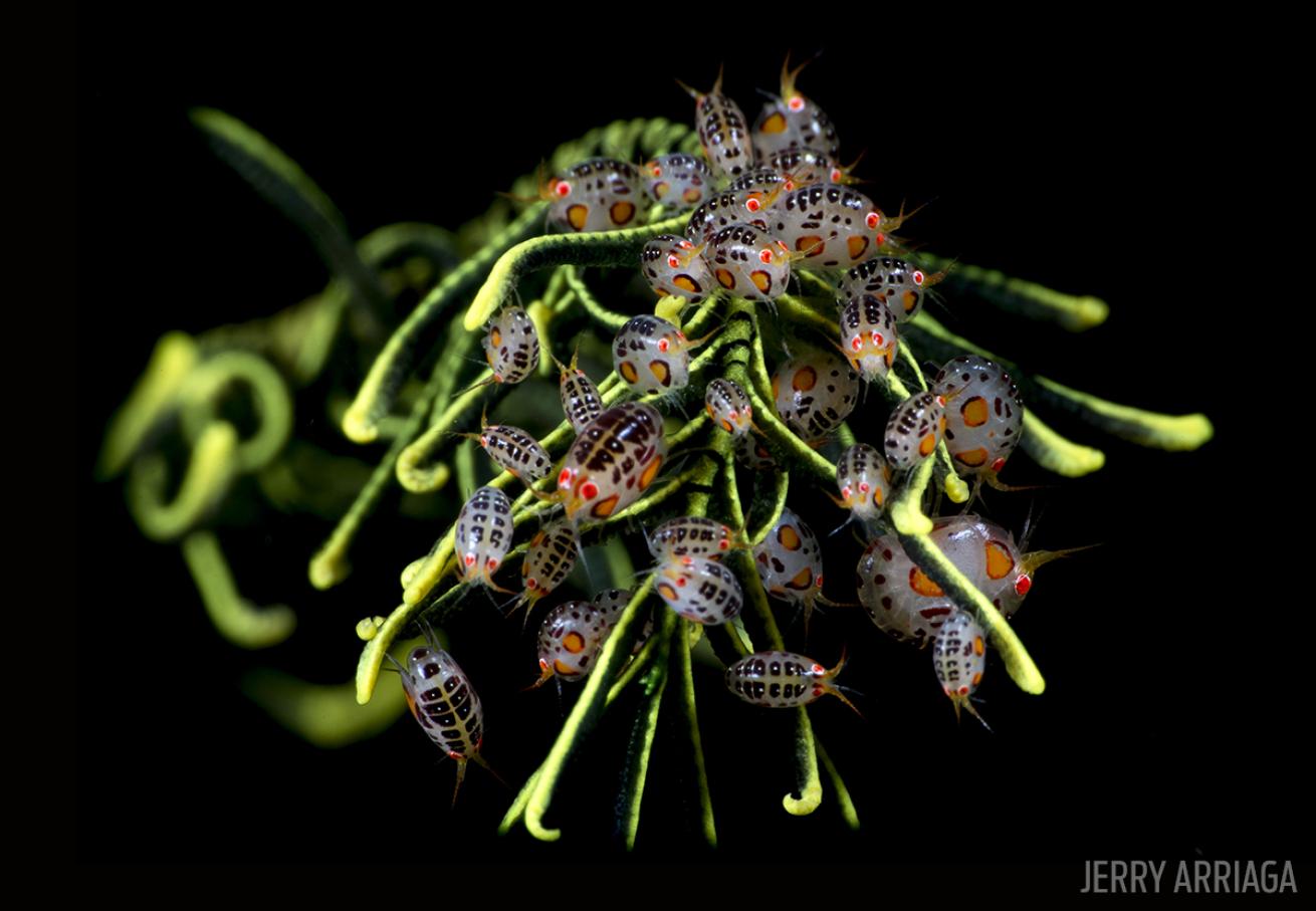 Macro Photo Underwater Ladybugs