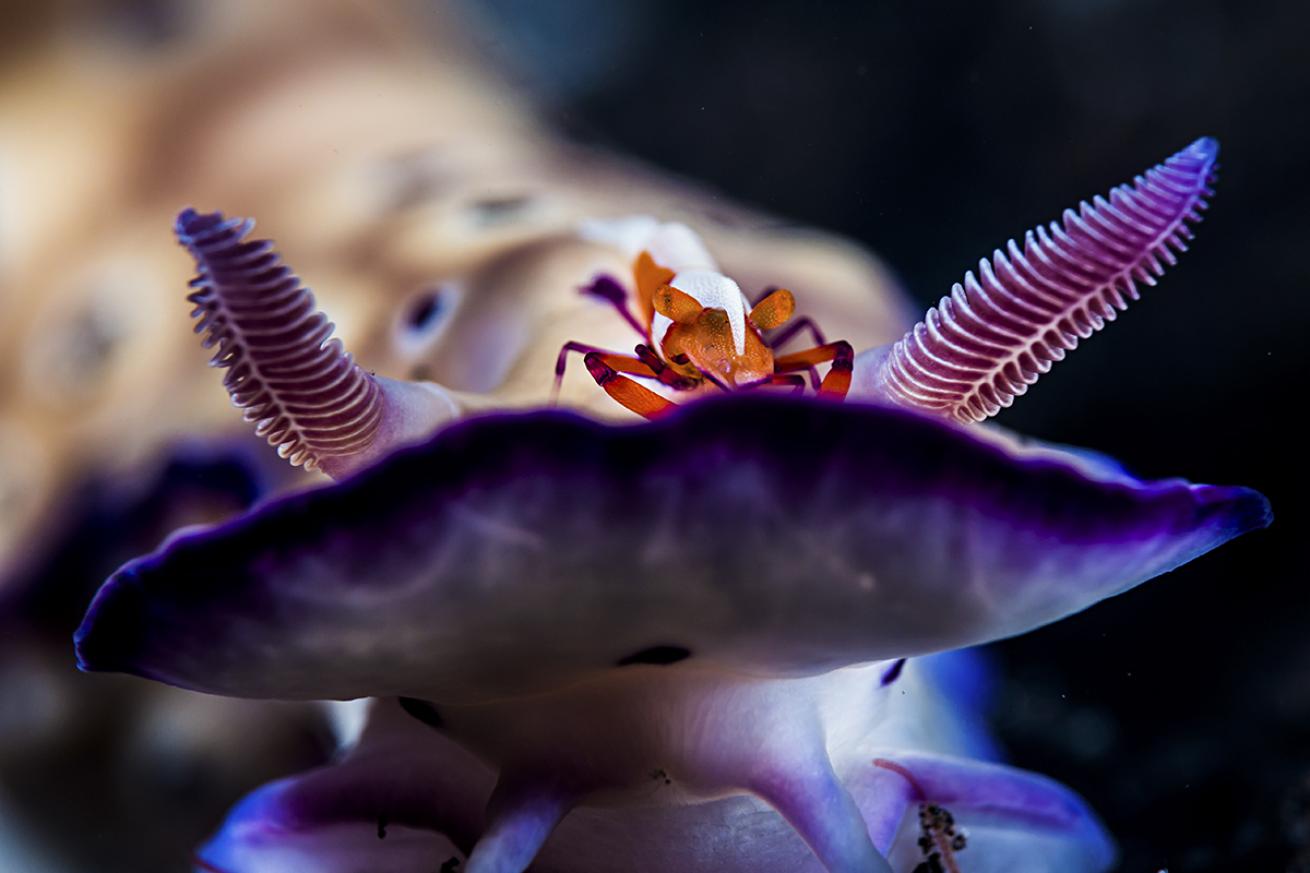 Nudibranch and Emperor Shrimp Underwater in Indonesia