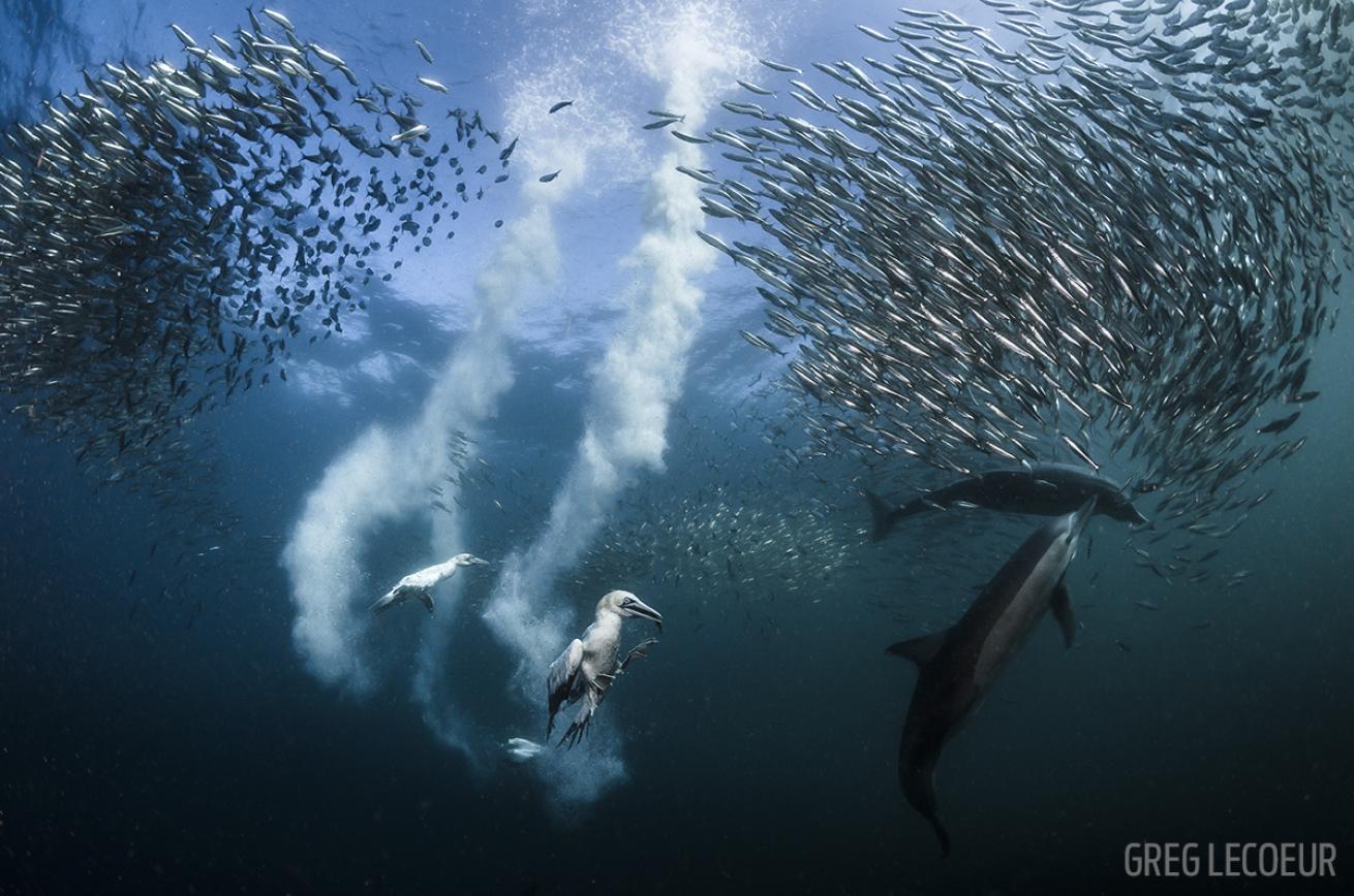 Underwater Photo Sardine Run South Africa