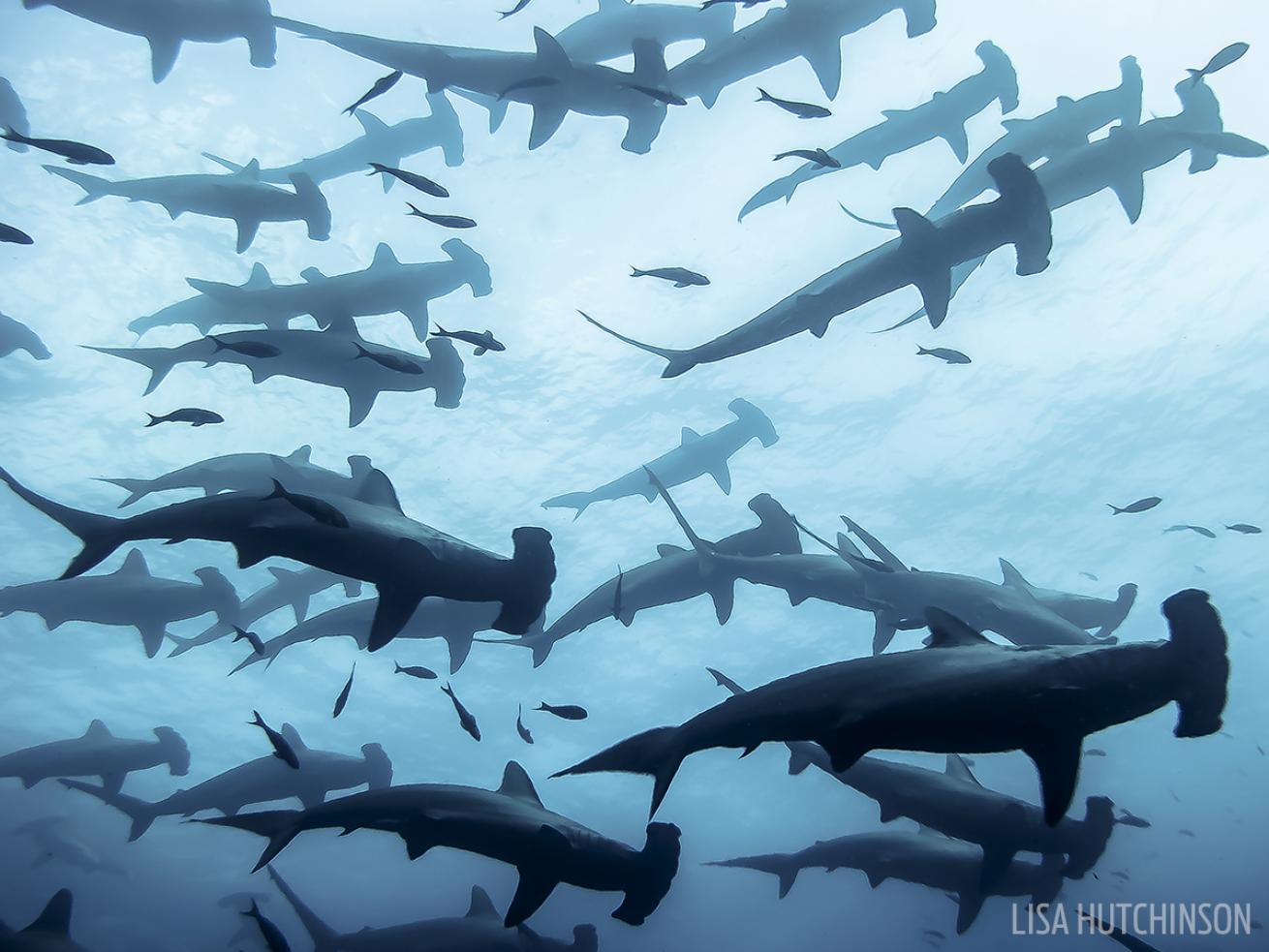 School of Hammerhead sharks in the Galapagos