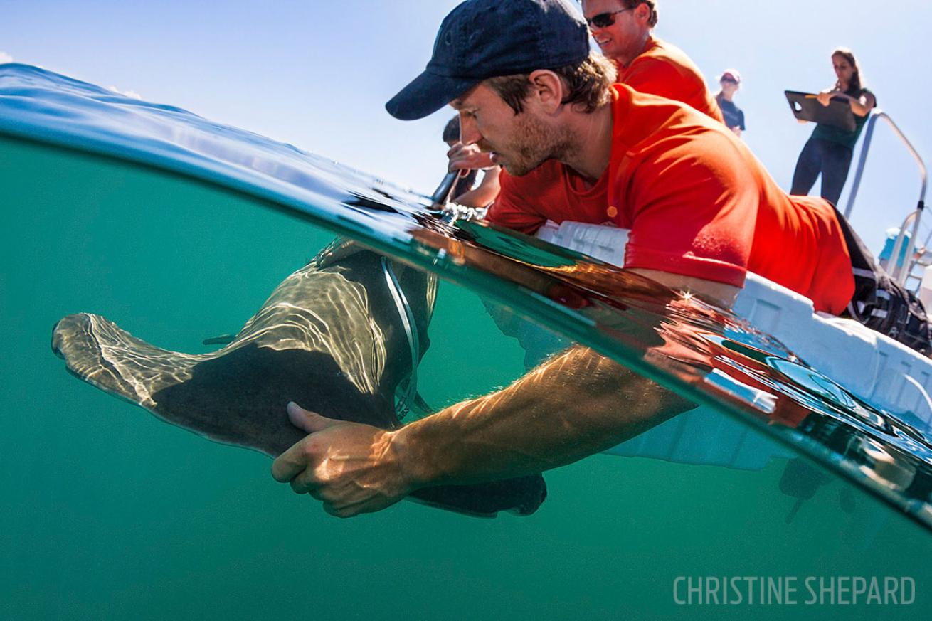 A shark is tagged and released in Miami, Florida. 