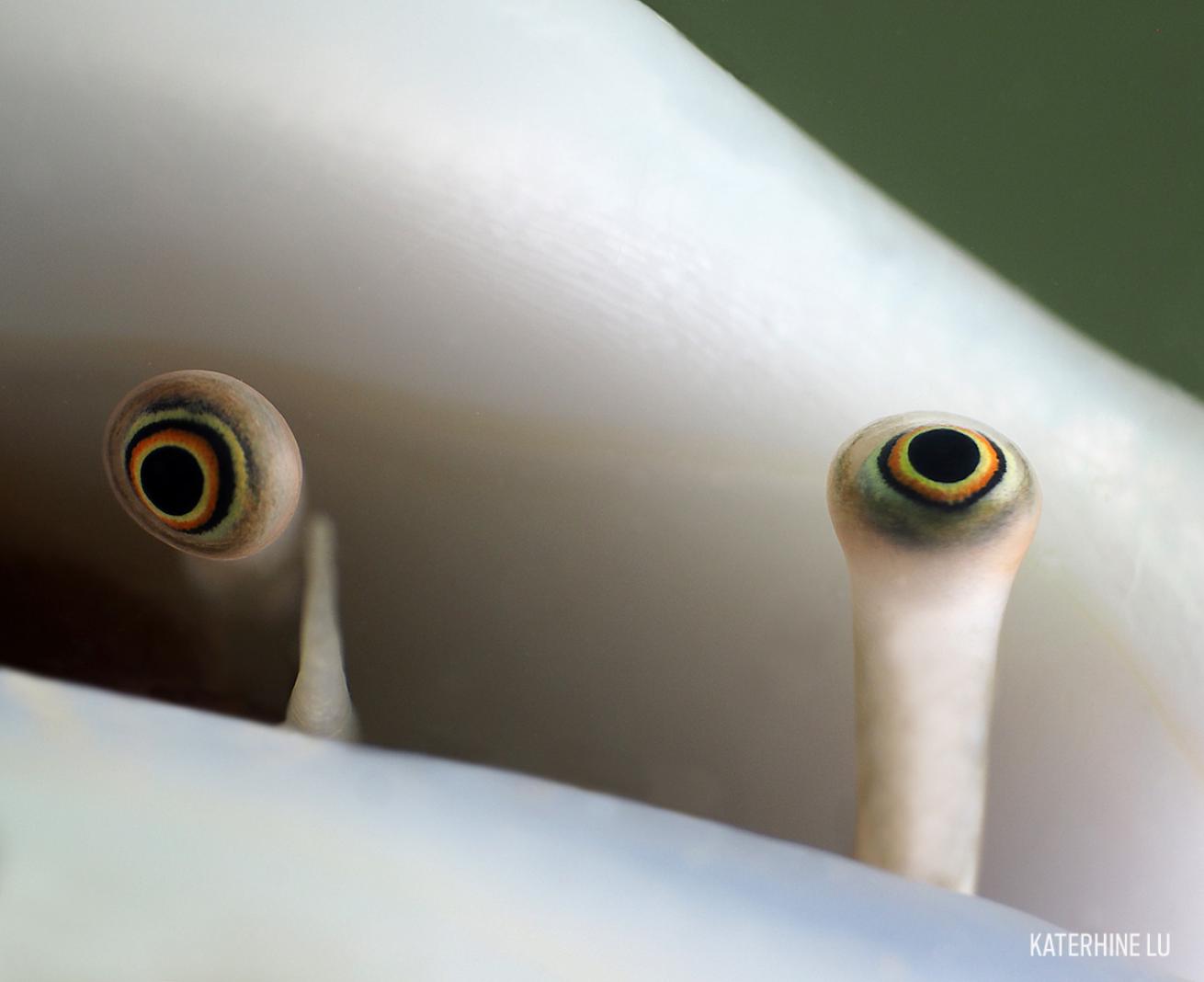 Conch Eyes Underwater Photo Contest