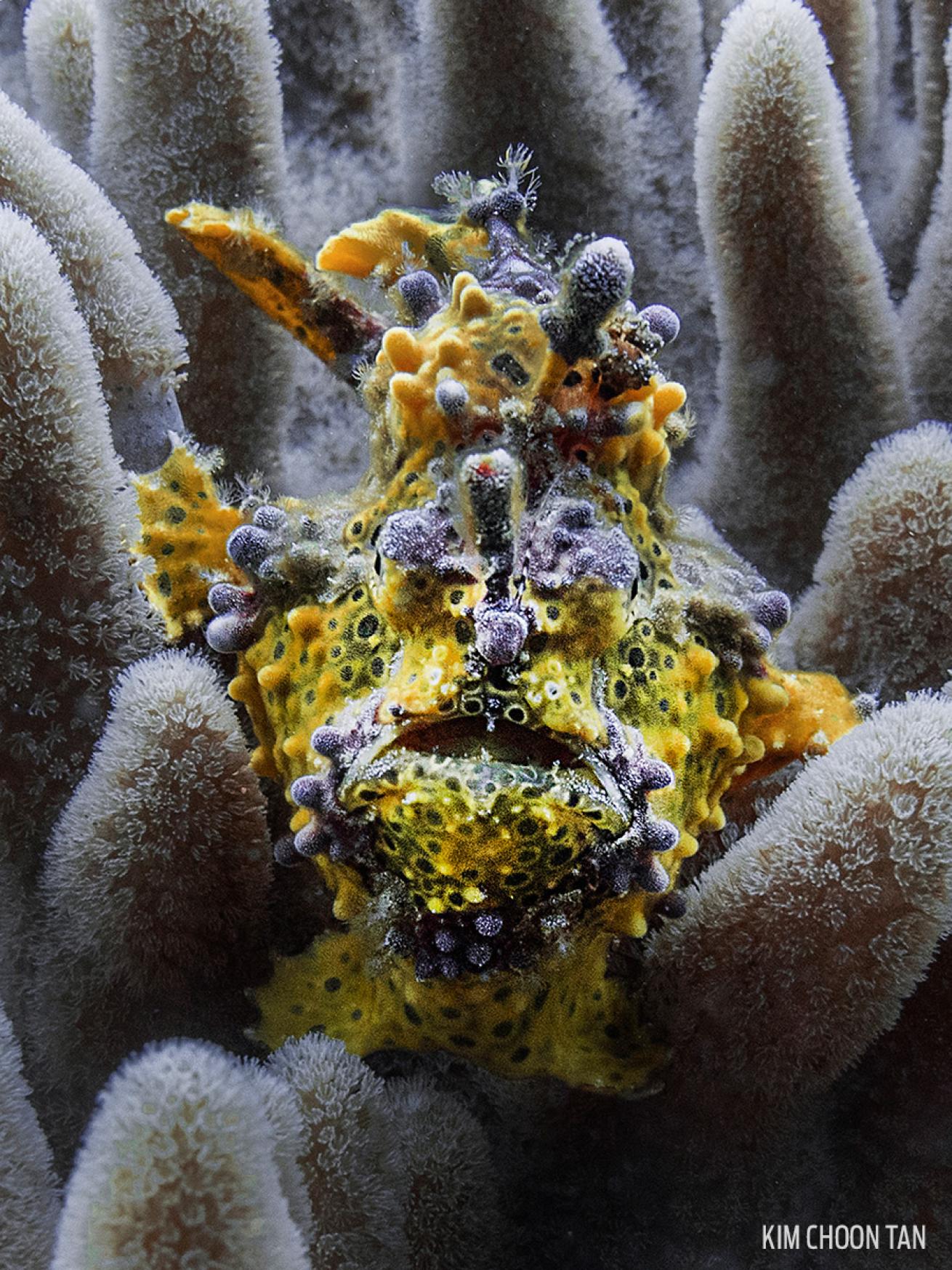 Colorful Frogfish Underwater Photography
