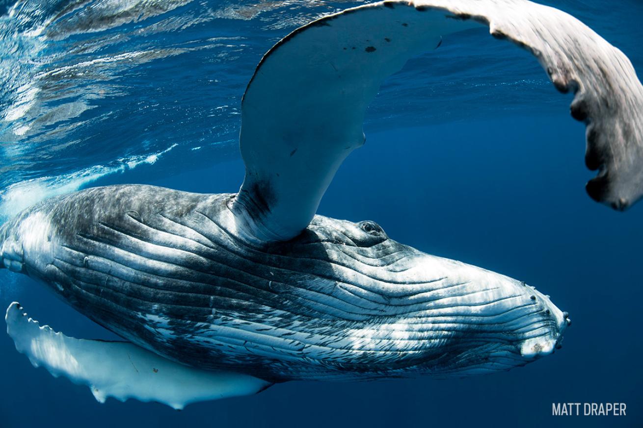 Humpback Whale Calf