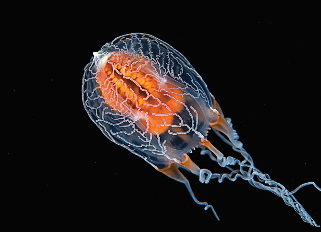 Tiny glowing creature underwater Tahiti Black Water