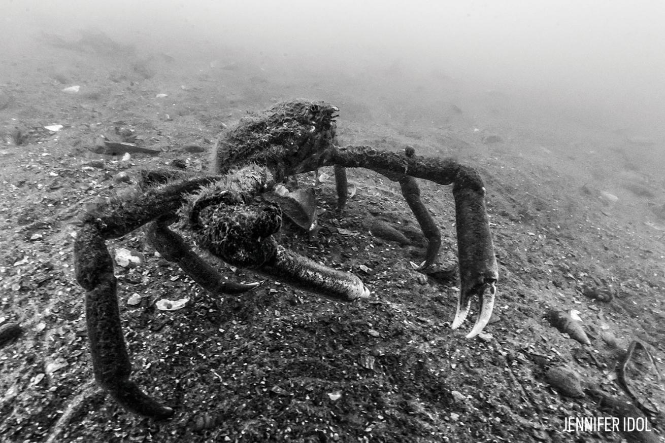 Crab Underwater Massachusetts