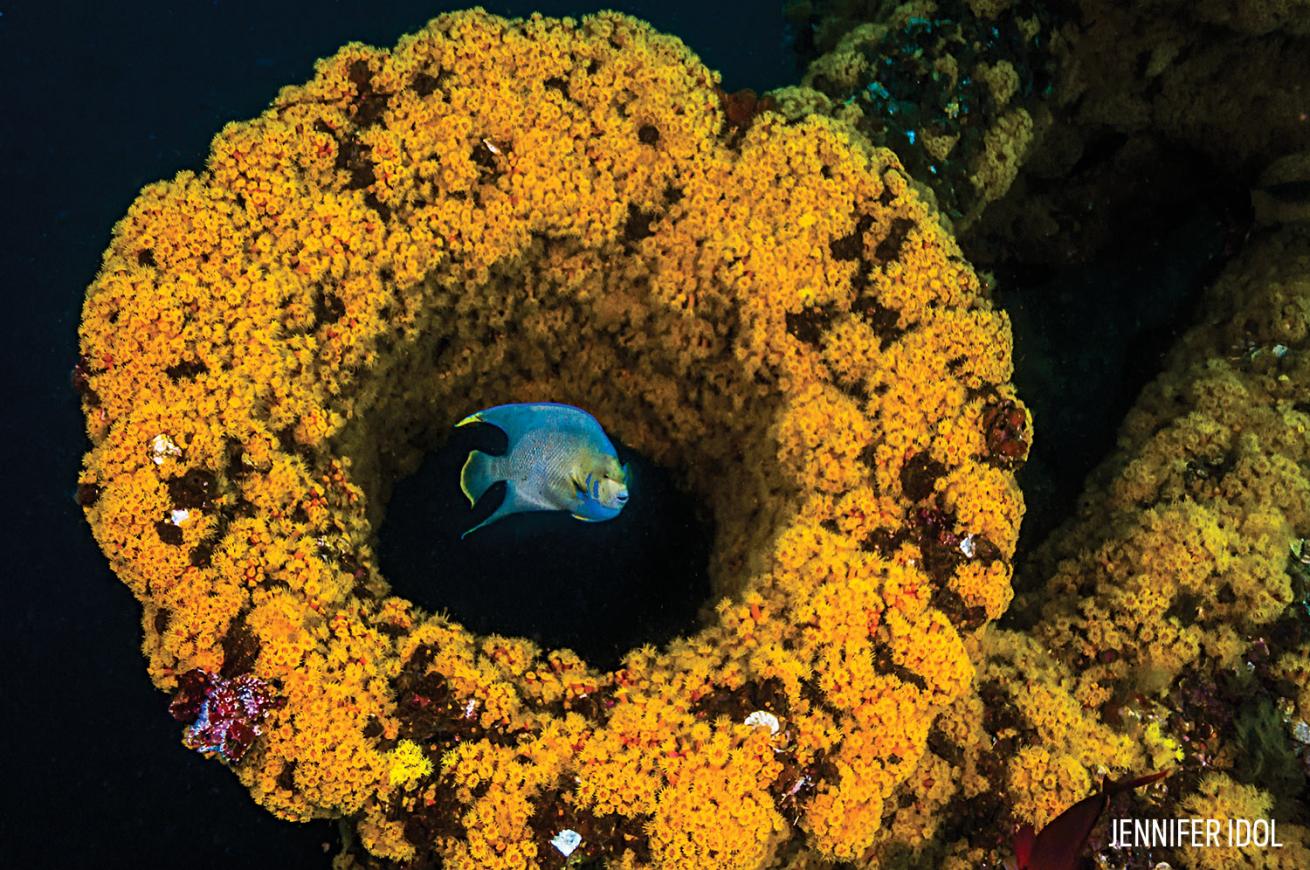 Fish yellow coral diving in Louisiana 
