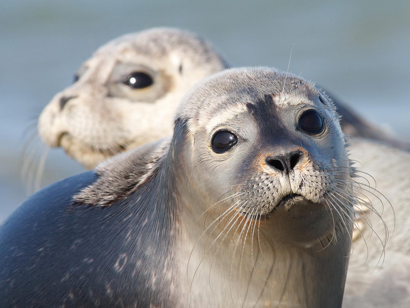 Harbor Seals Population Decline