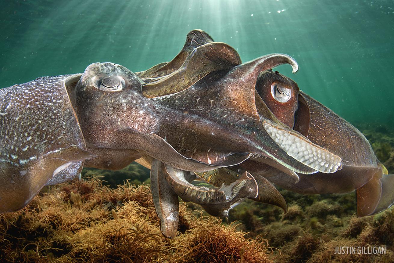Mating Cuttlefish Underwater