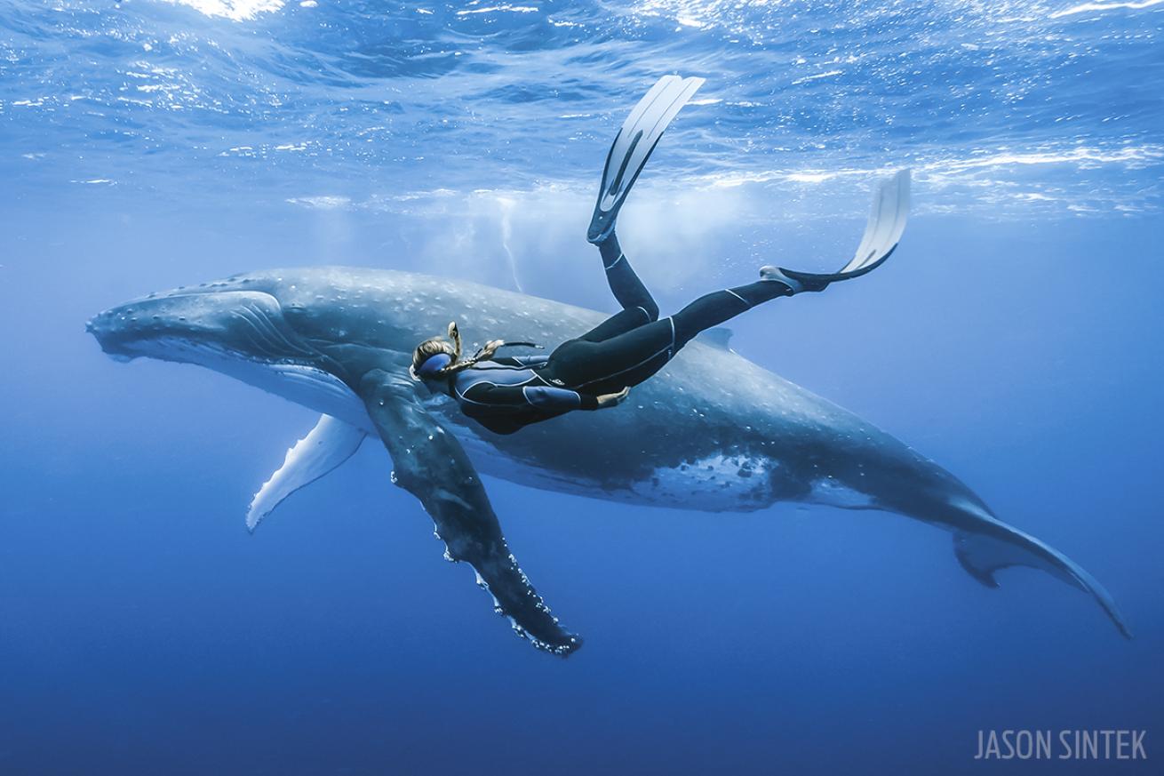Freediver and Humpback Whale