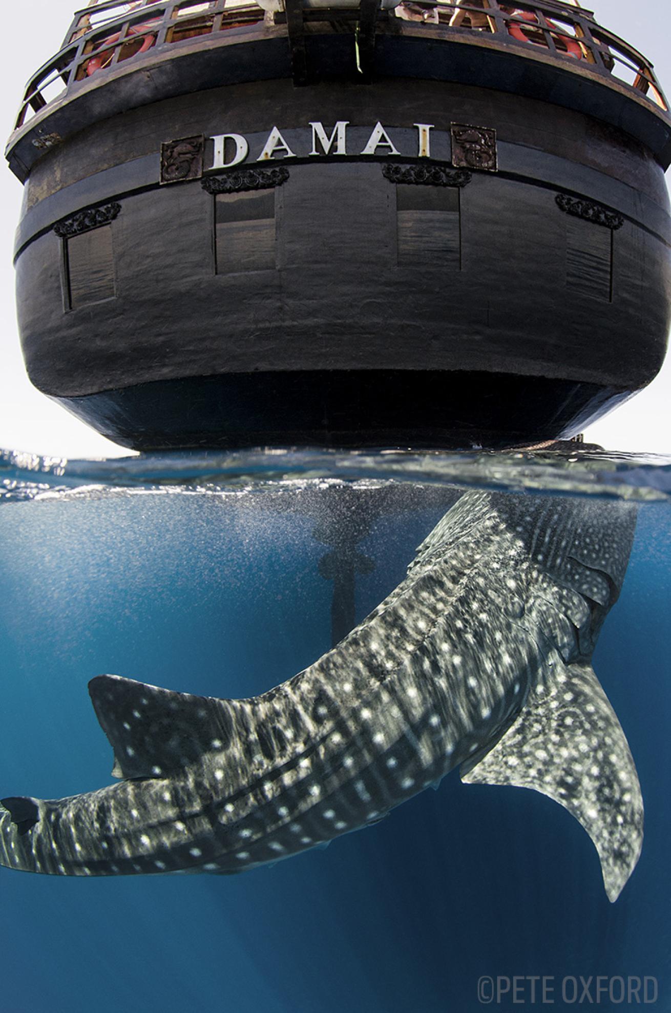 Whale Shark Below Boat