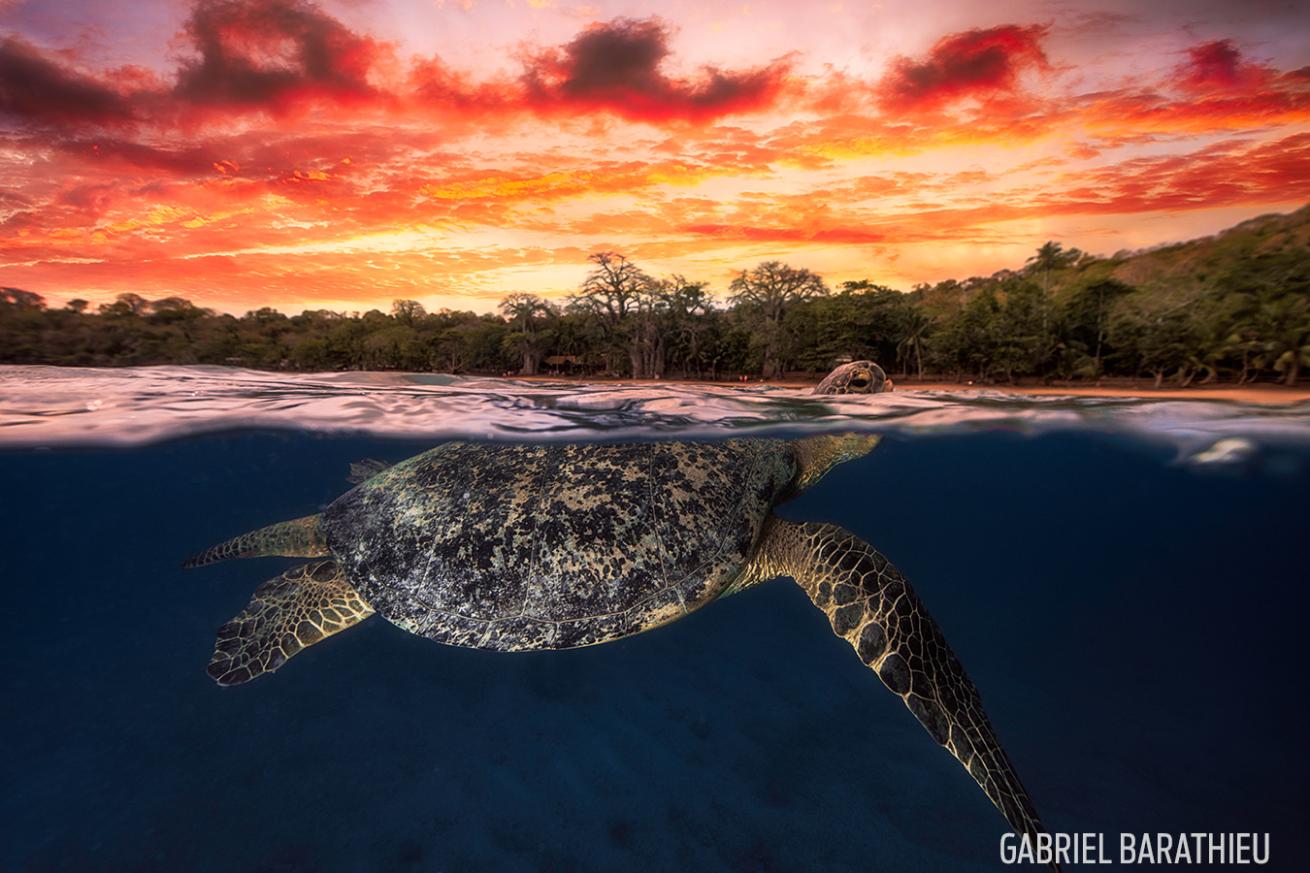 turtle over under photo at sunset