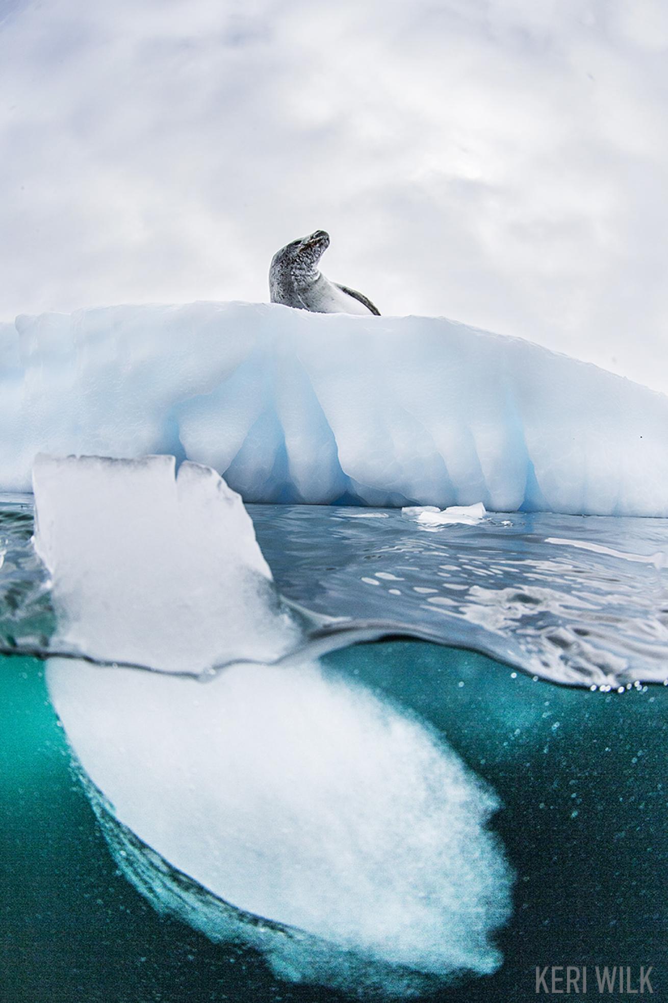 Seal on Ice Antarctica 