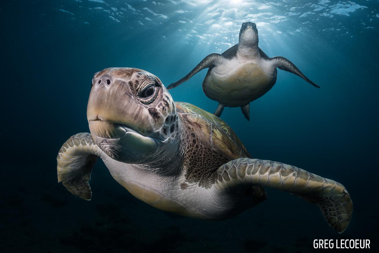 underwater sea turtle image