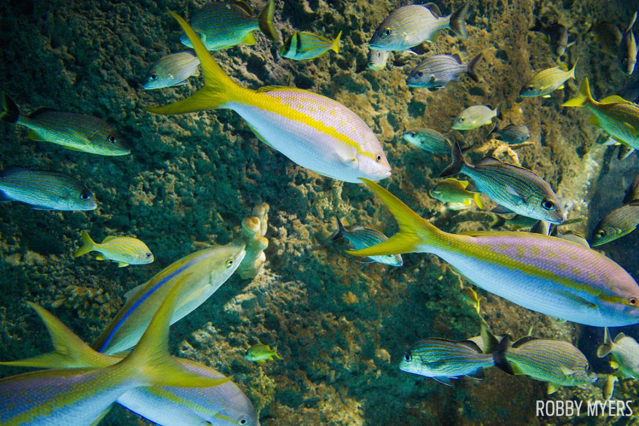 Schooling fish underwater photo SeaLife