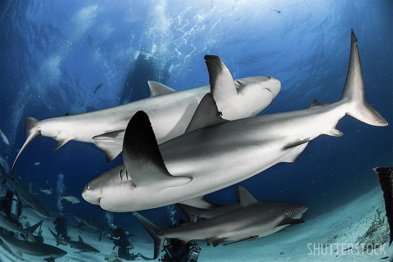 Shark Scuba Diving Bahamas