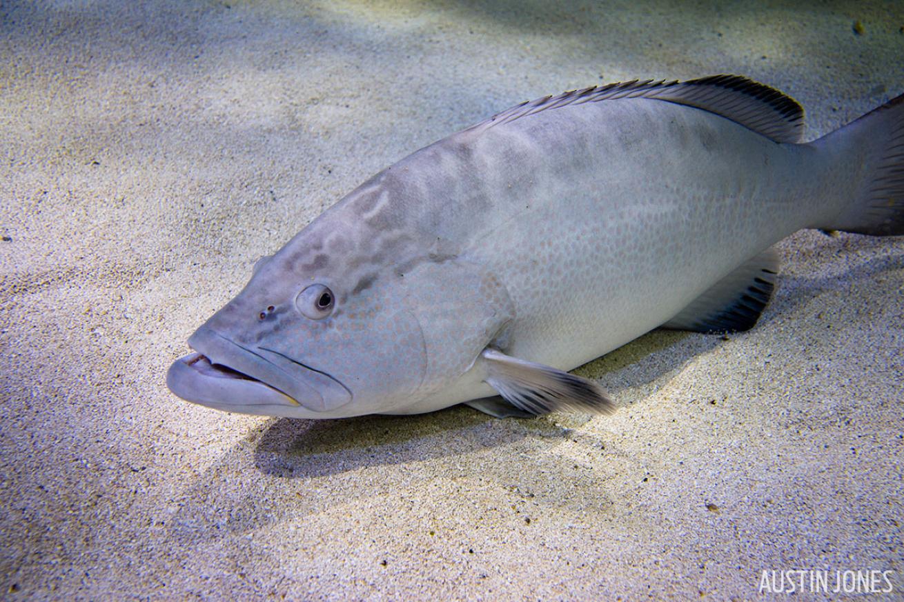 Black grouper underwater photography SeaLife