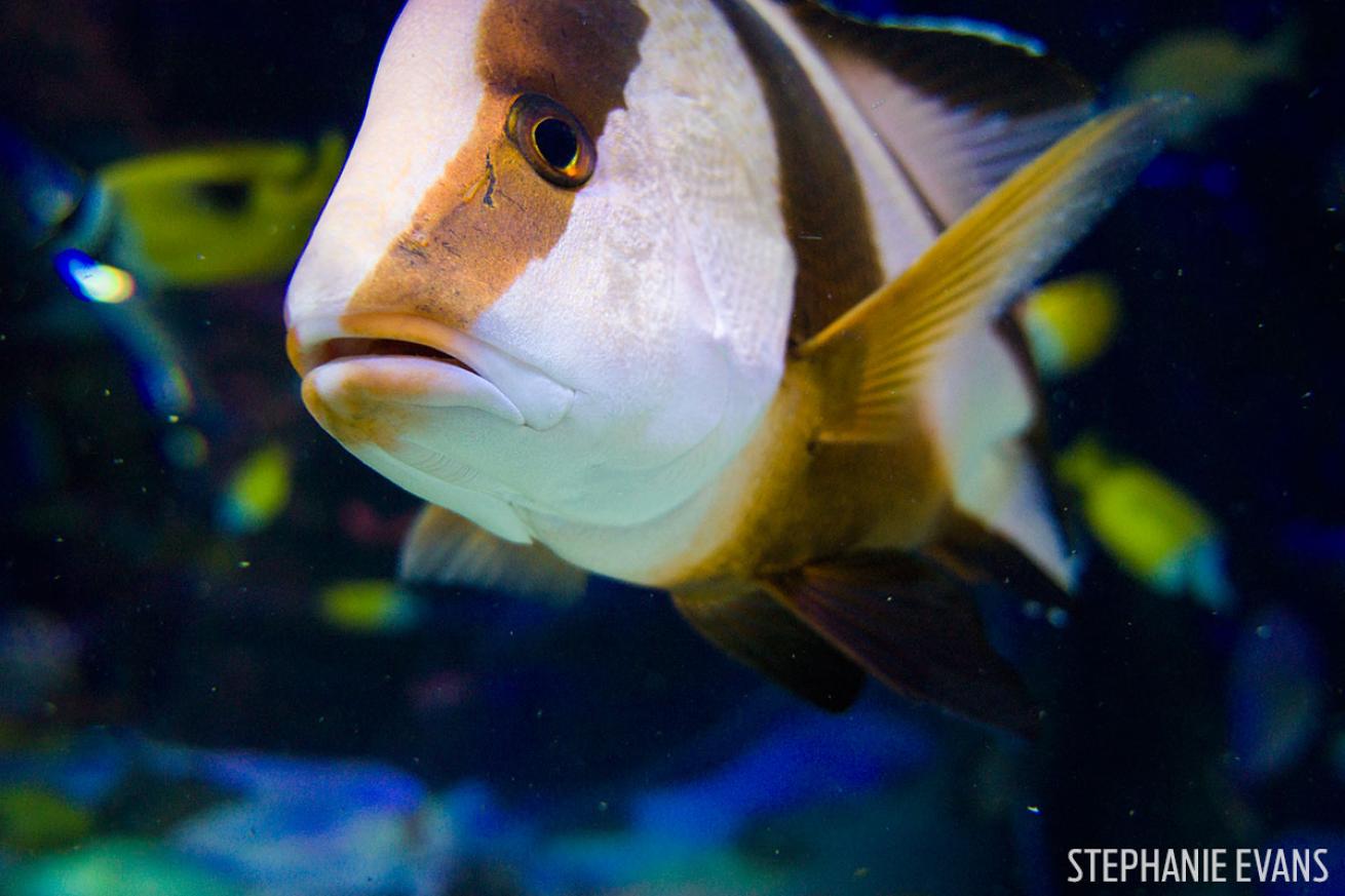 snapper underwater photography SeaLife