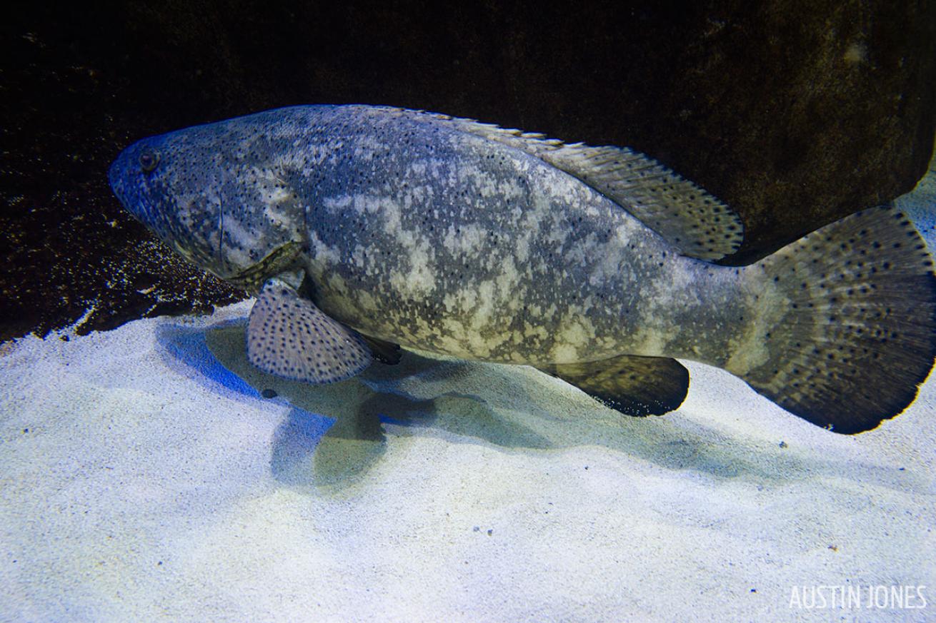 Goliath grouper underwater photography SeaLife