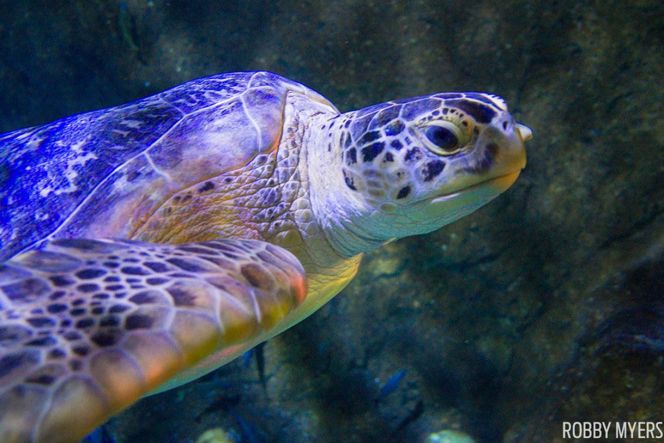 Sea turtle underwater camera SeaLife photography