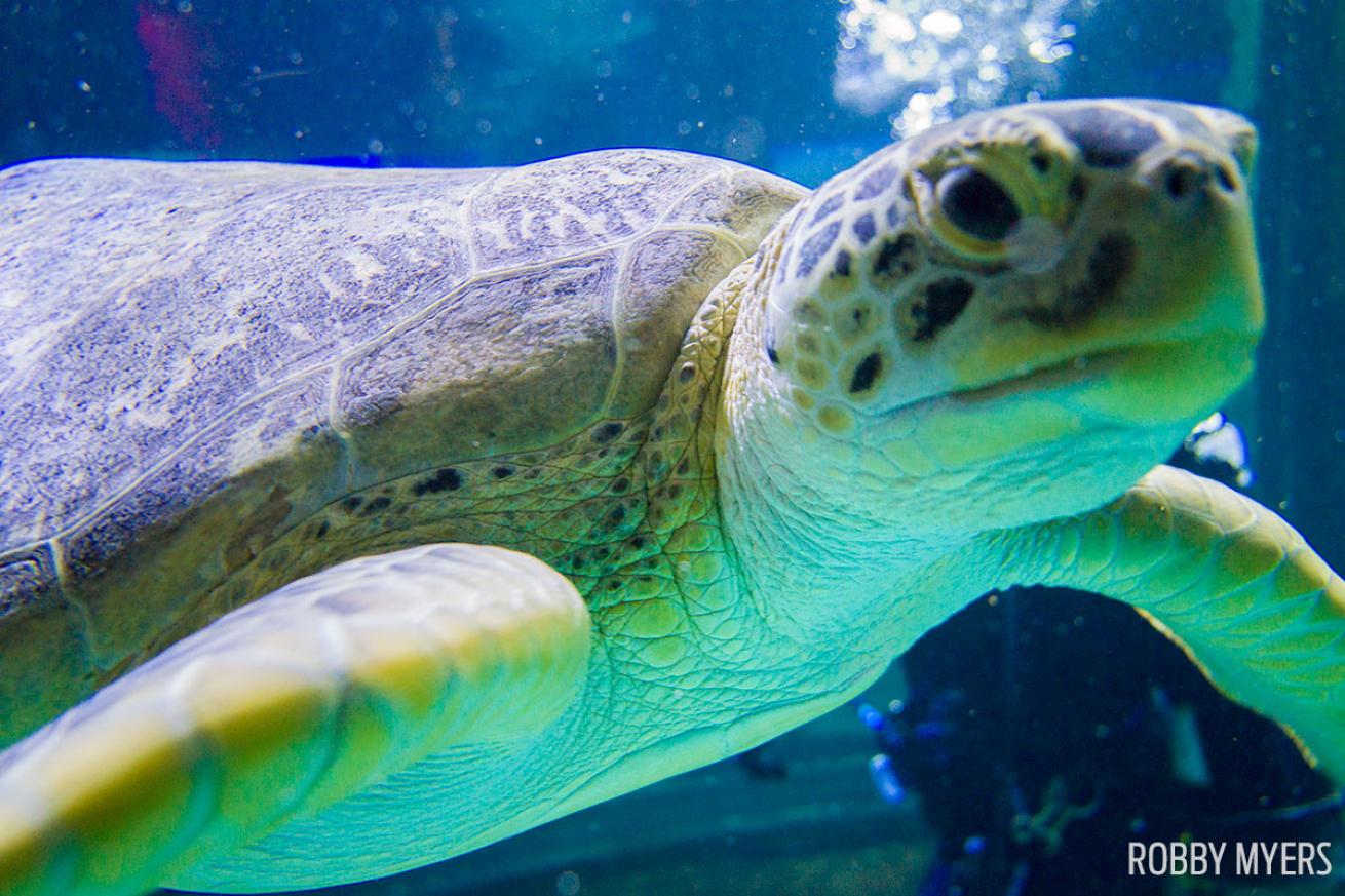 Sea turtle SeaLife underwater photograph