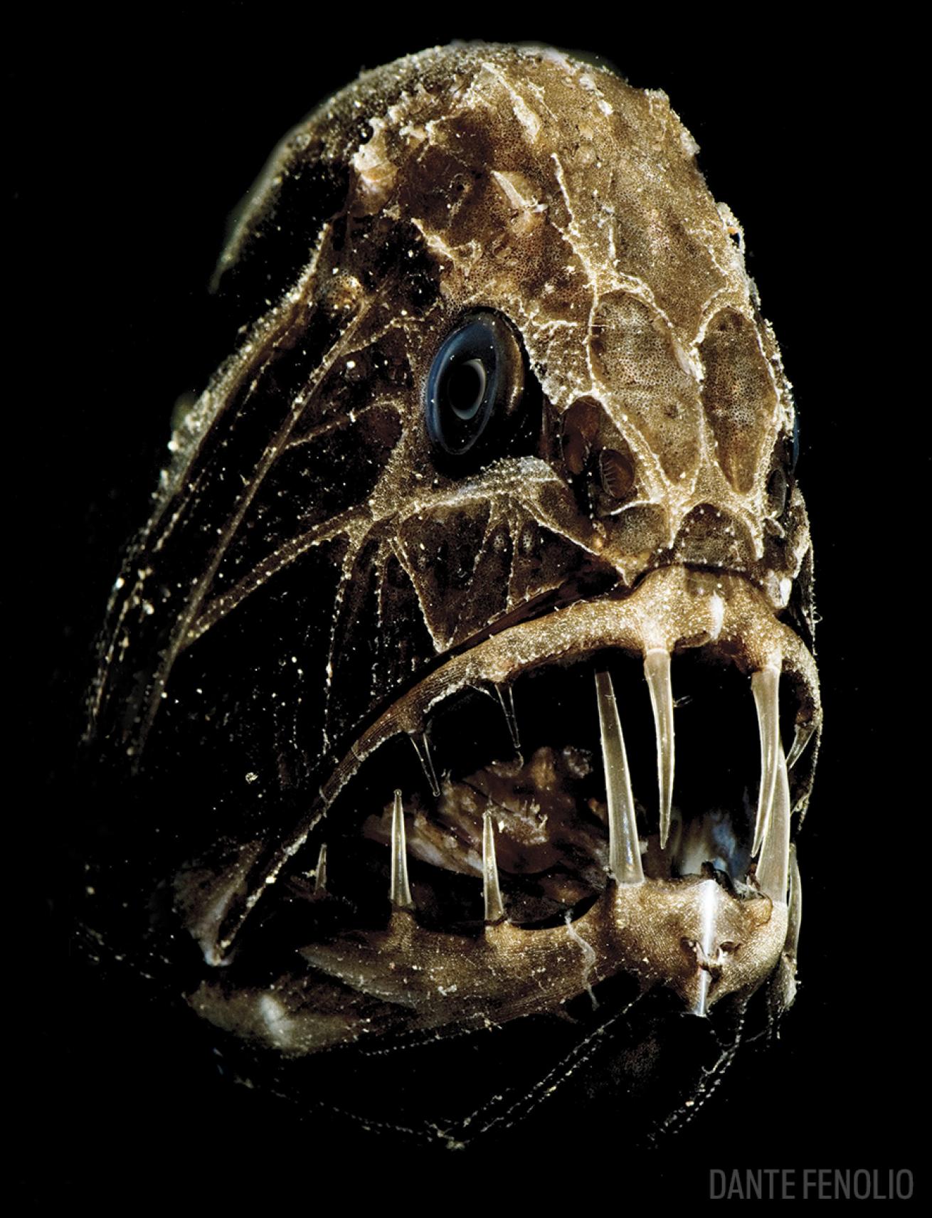 A common fangtooth, a deep sea fish.