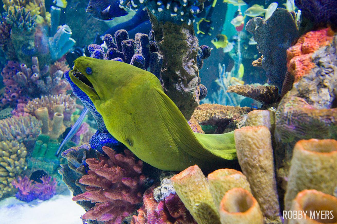 Green moray eel hides amongst coral underwater photo