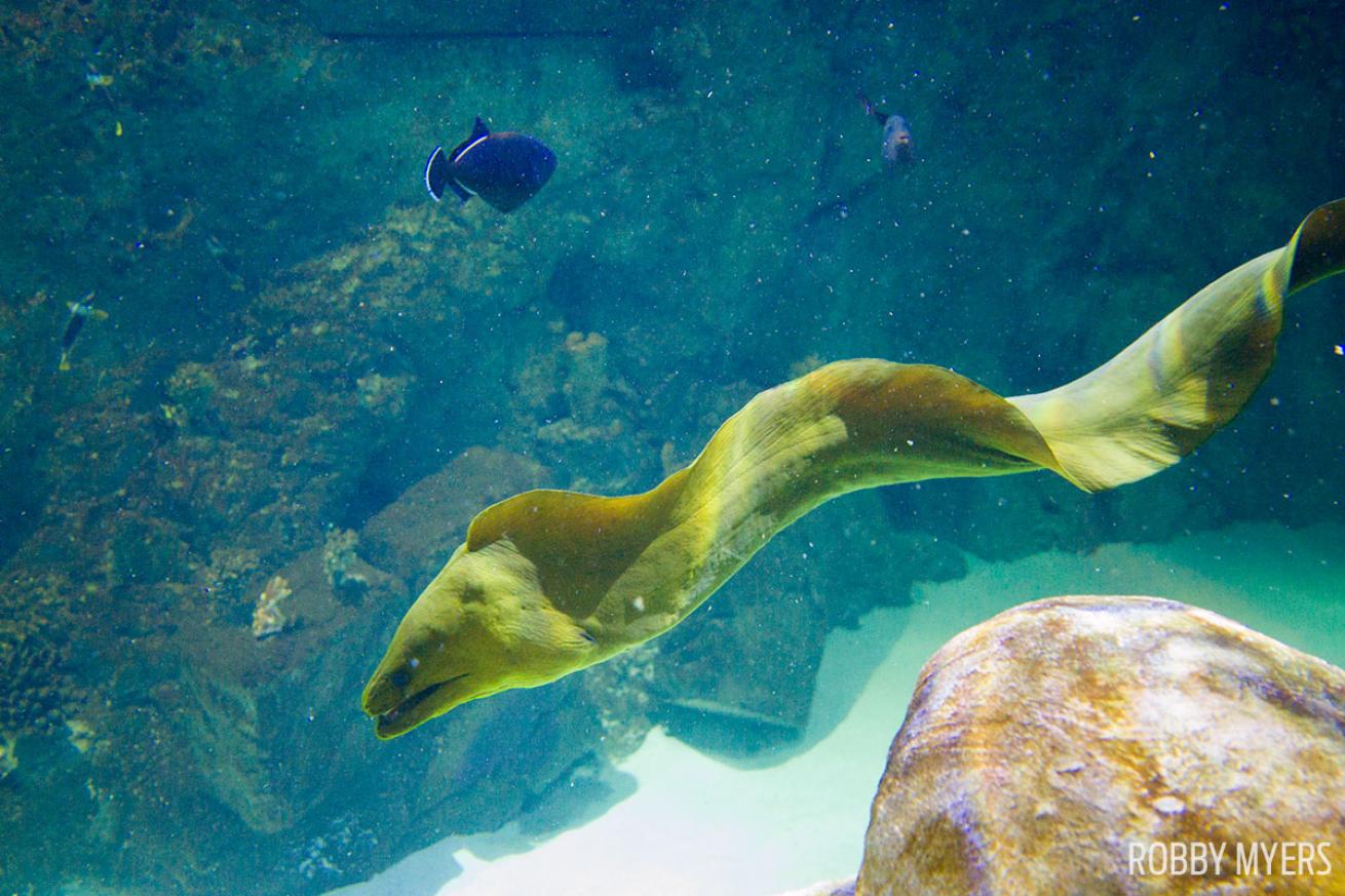 moray eel underwater photography marine life SeaLife