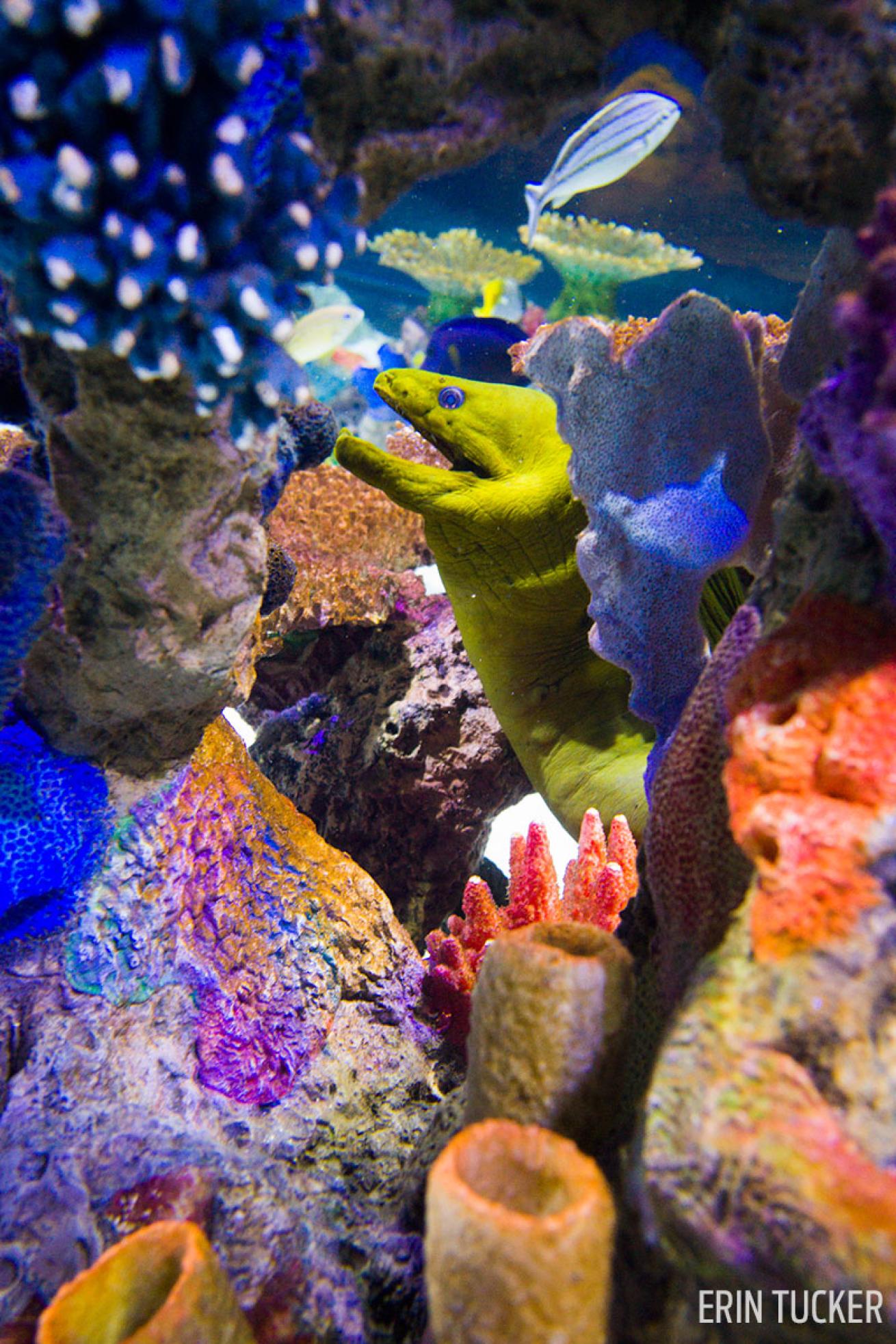 Moray eel in coral SeaLife underwater photography