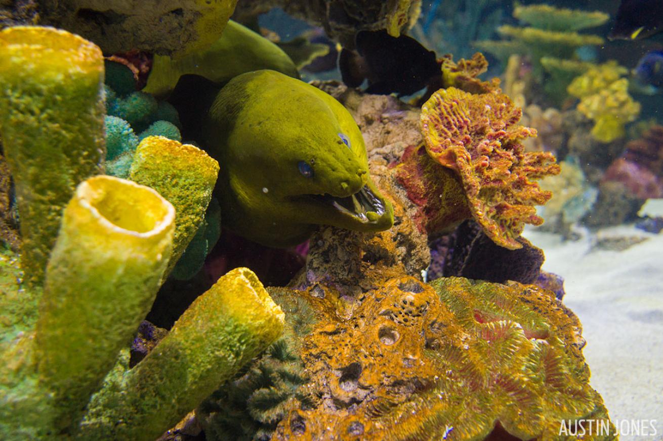 moray eel coral underwater photography SeaLife