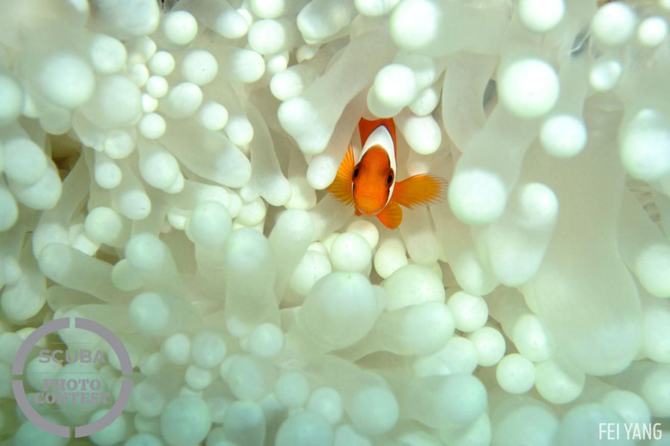 scuba diving with clownfish