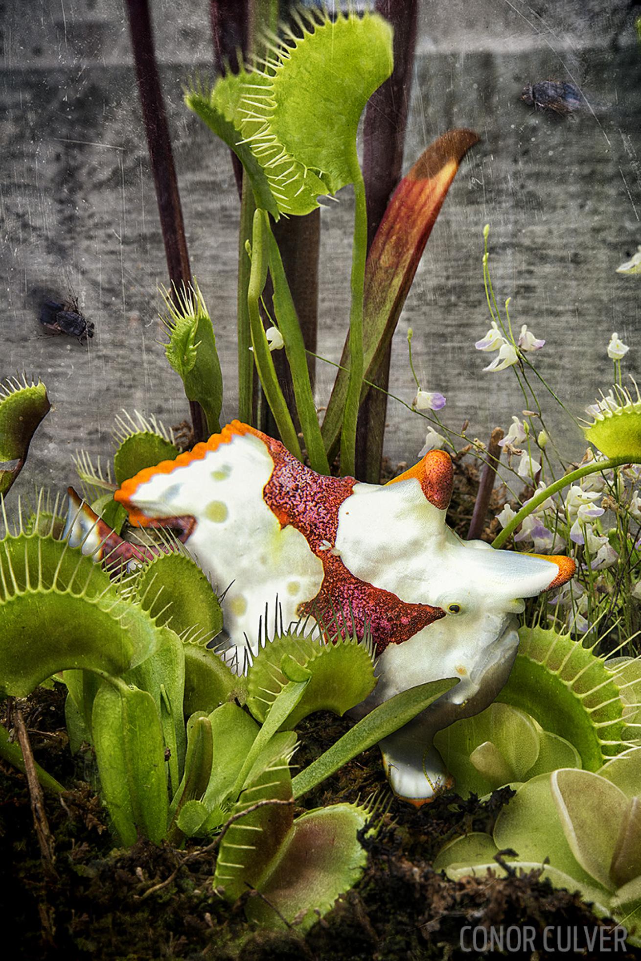 composite image of a frogfish hiding among venus flytrap